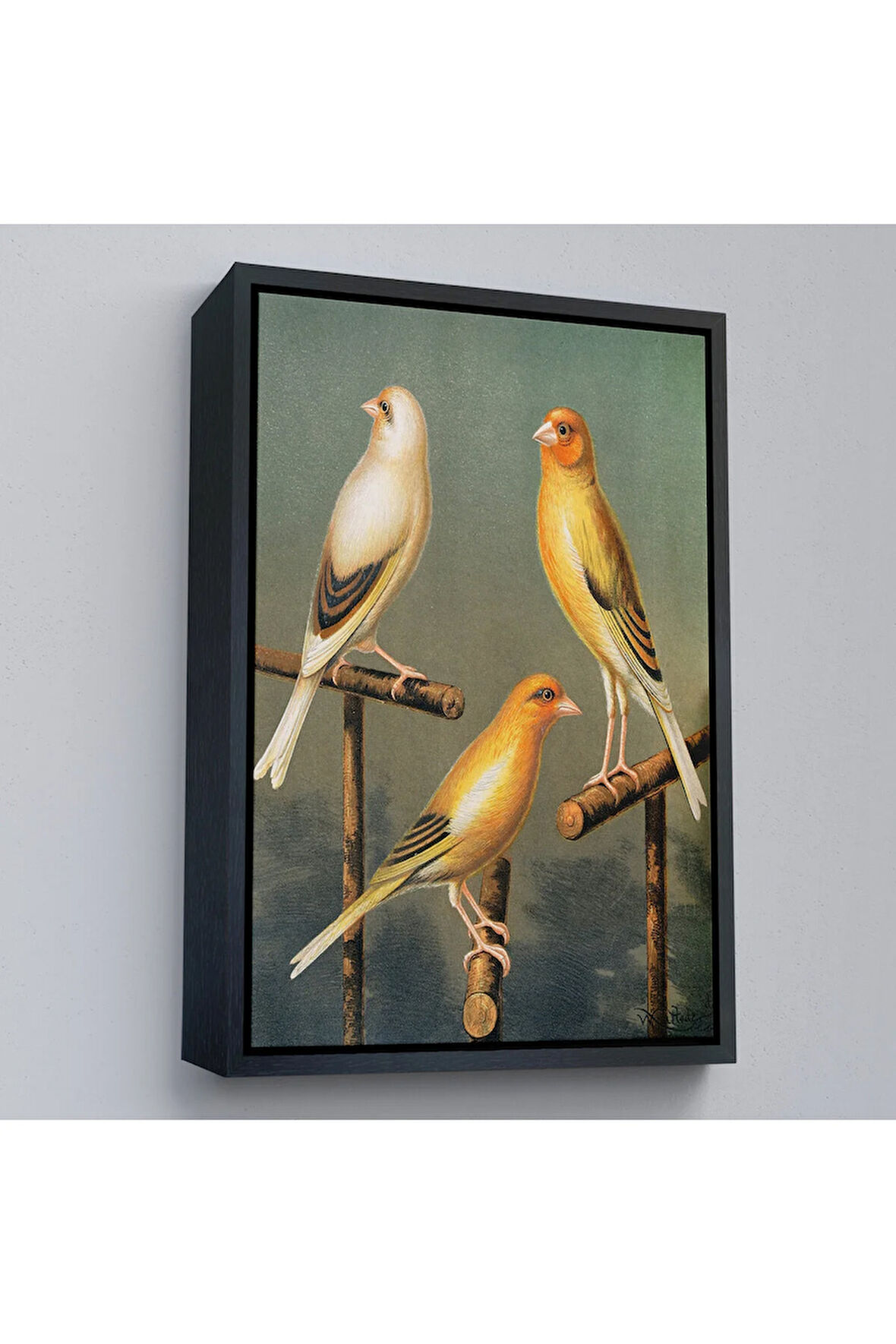 Ahşap Çerçeveli Blakston - Sarı Saka Kuşu Ve KaTTÇ.KNVya Tablosu-7311