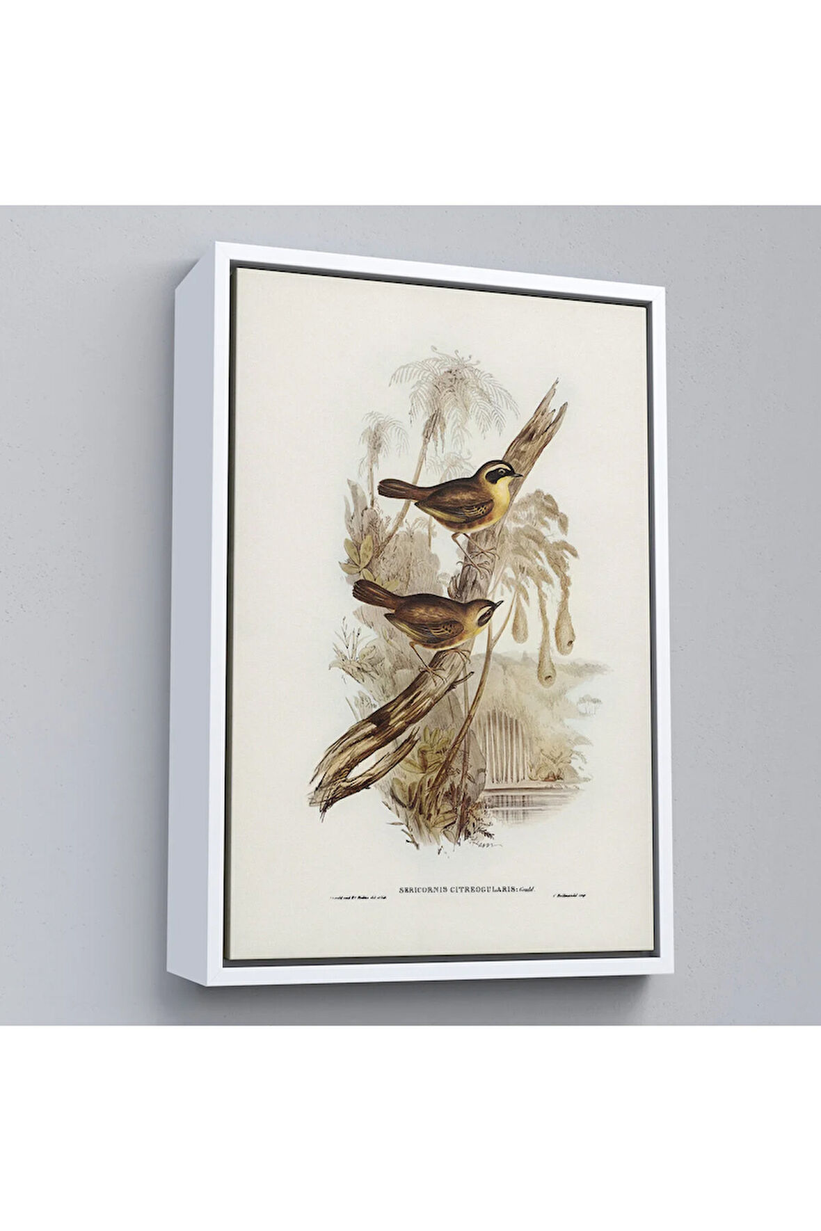 Ahşap Çerçeveli Dal Üzerindeki Kuşlar Tablosu-8022