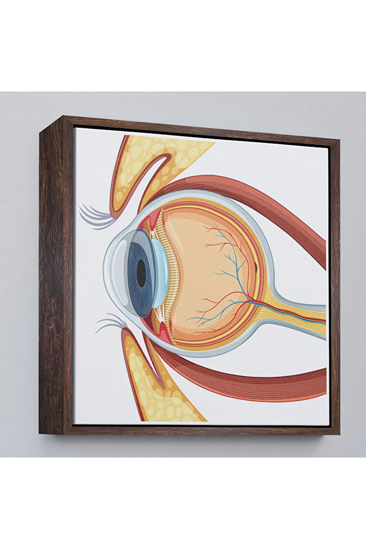 Ahşap Çerçeveli Göz Anatomizi Tablosu - Göz Doktoru Hediyesi-8367