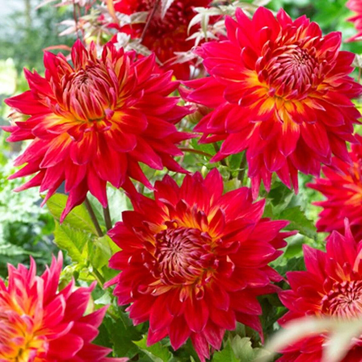 Aynı Sene Çiçek Açar Dev Çiçekli M. Island  Dahlia Yumrusu (1 adet)