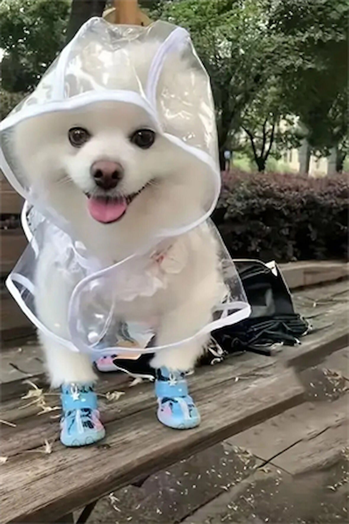 1 Adet-Pomeranian Şeffaf Köpek Yağmurluğu – PVC, Su Geçirmez, Tüm Irklar İçin Uygun