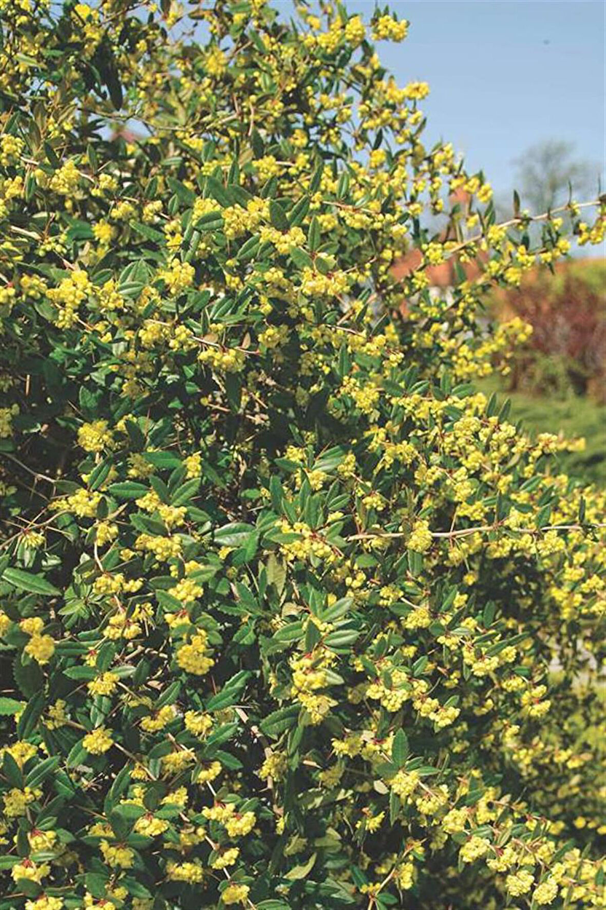 Kadın Tuzluğu - Berberis (15~20 cm)