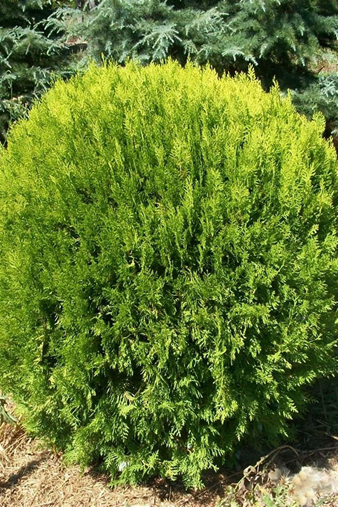 Altuni Top Mazı Fidanı