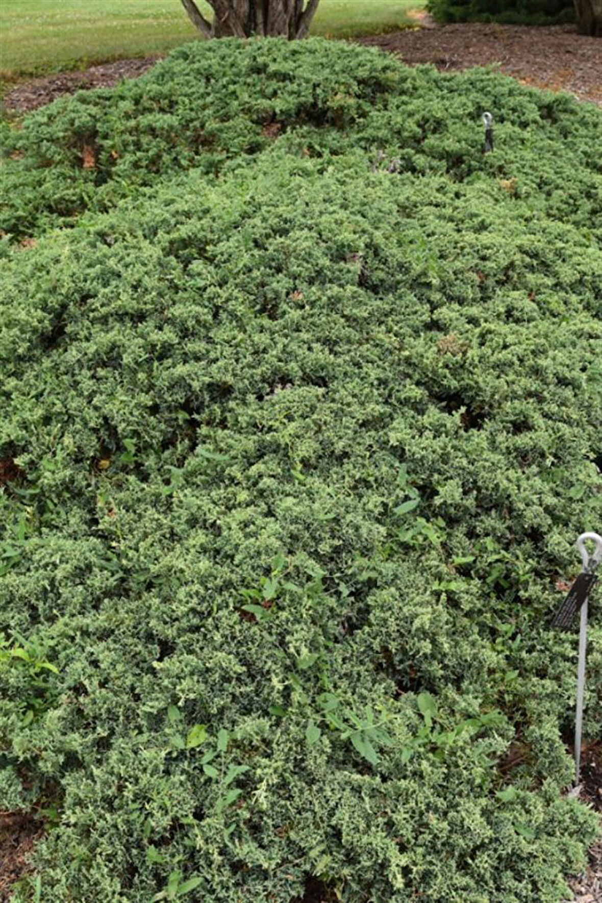 Ardıç Virginiana ‘Silver Spreader' Fidanı