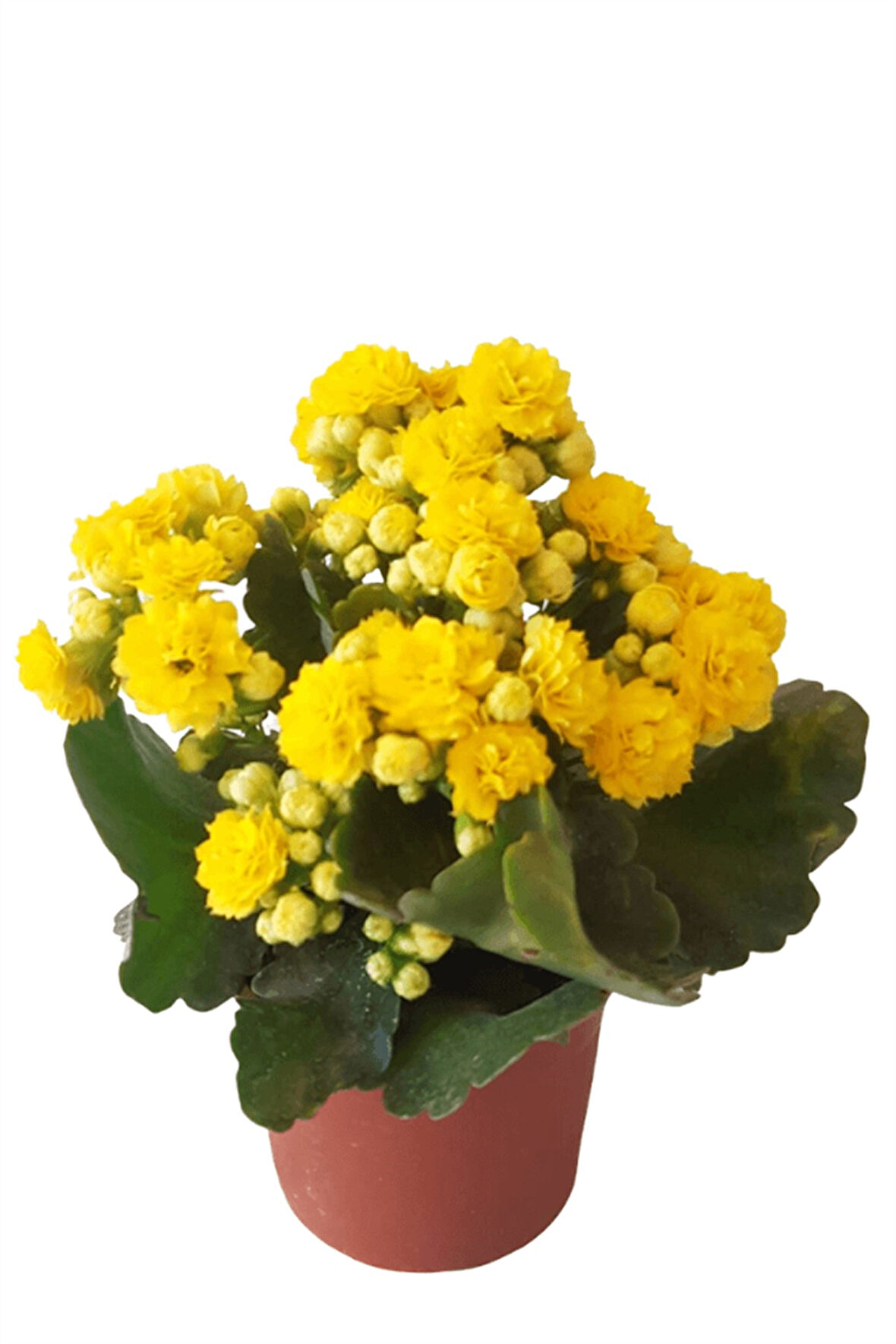 Kalanşo Çiçeği | Kalanchoe Blossfeldiana x 5 ad