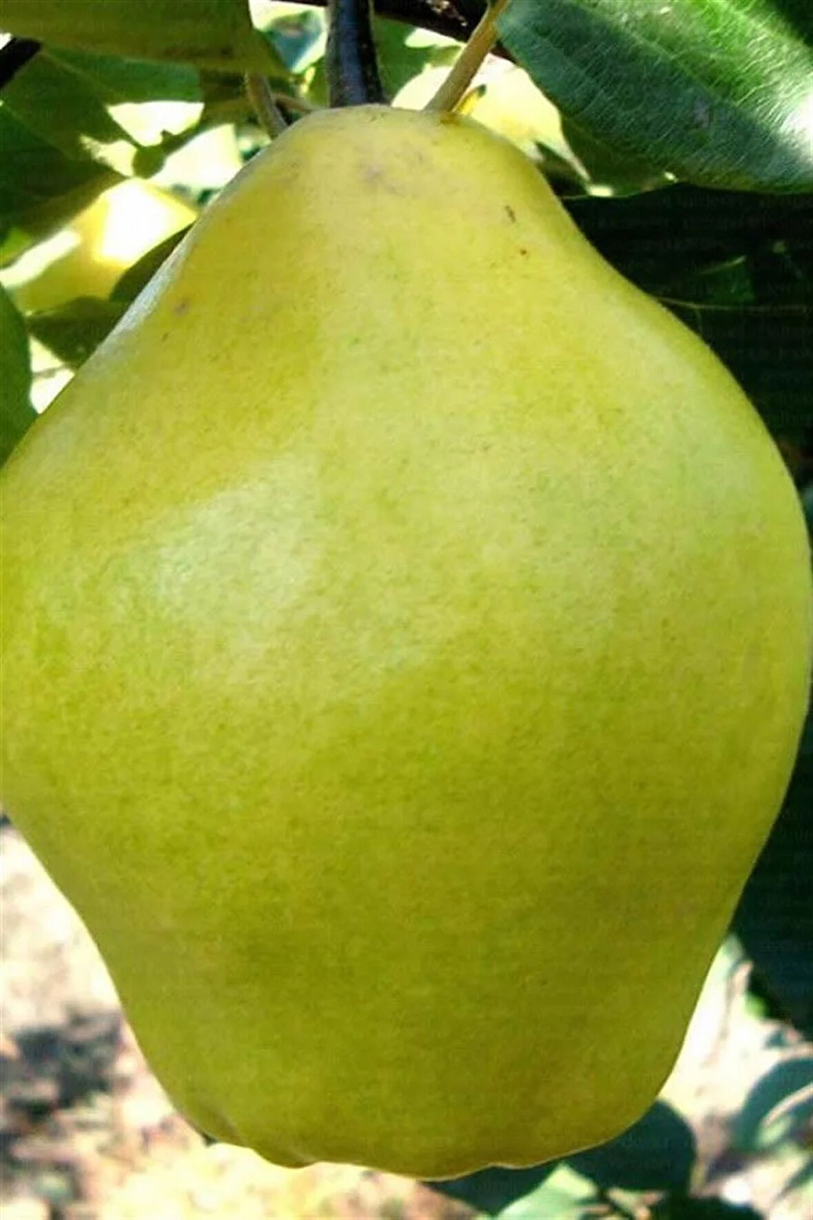 Limon Ayvası Fidanı