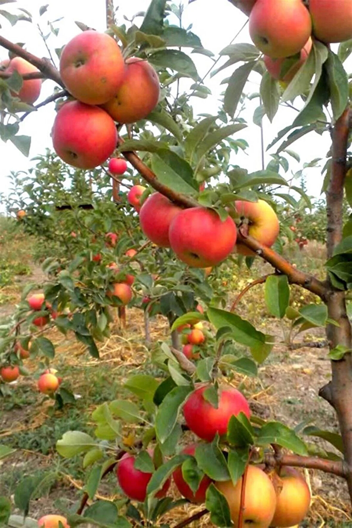 Amasya | Misket Elma Fidanı