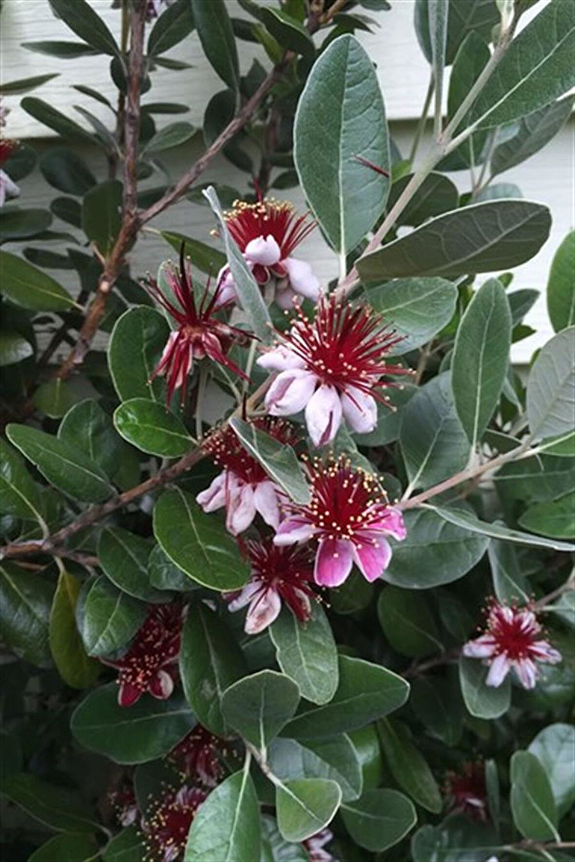 Feijoa (Kaymak Ağacı) (Feijoa Sellowiana)