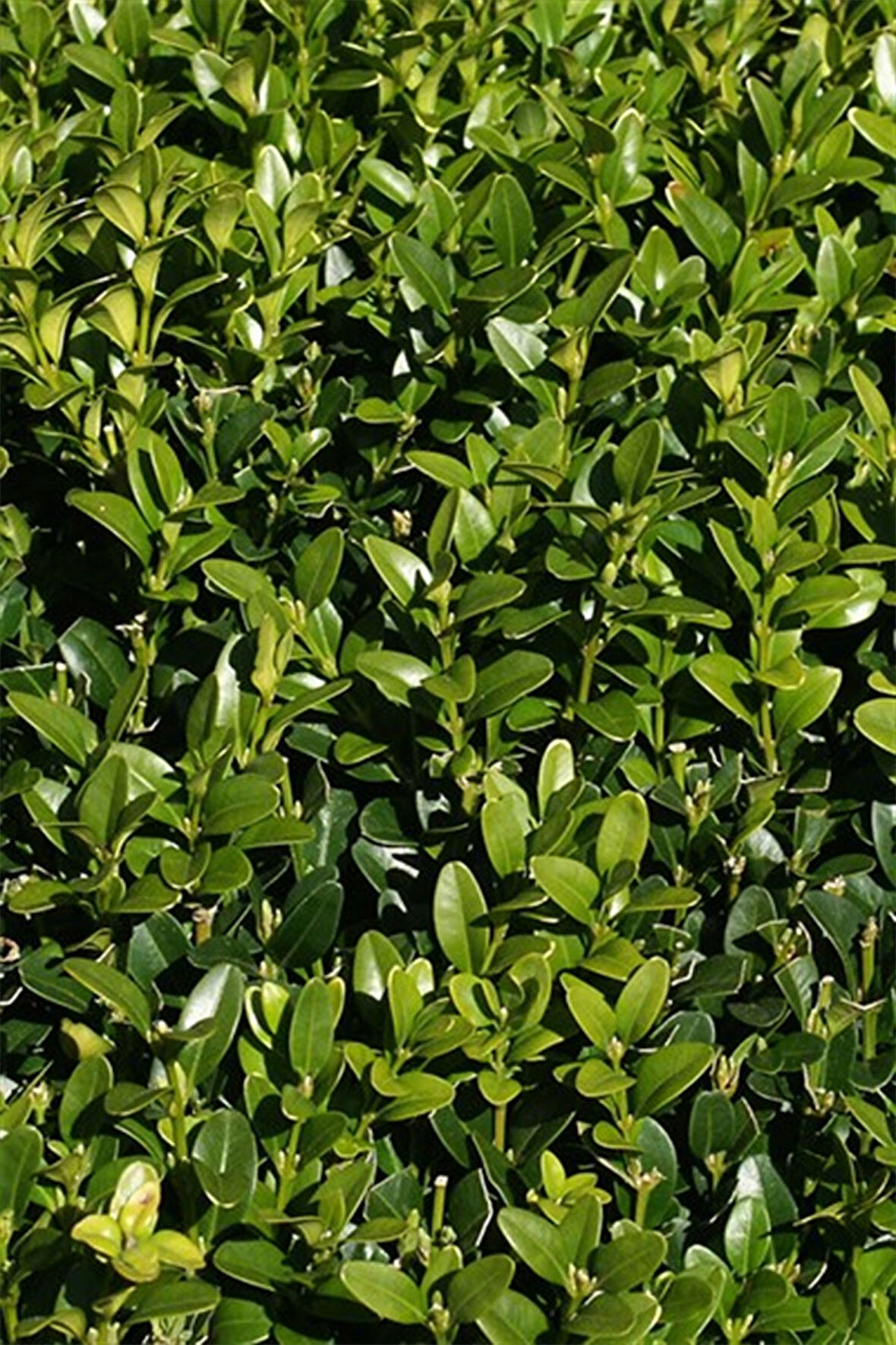Şimşir Çit Bitkisi 60-80 cm