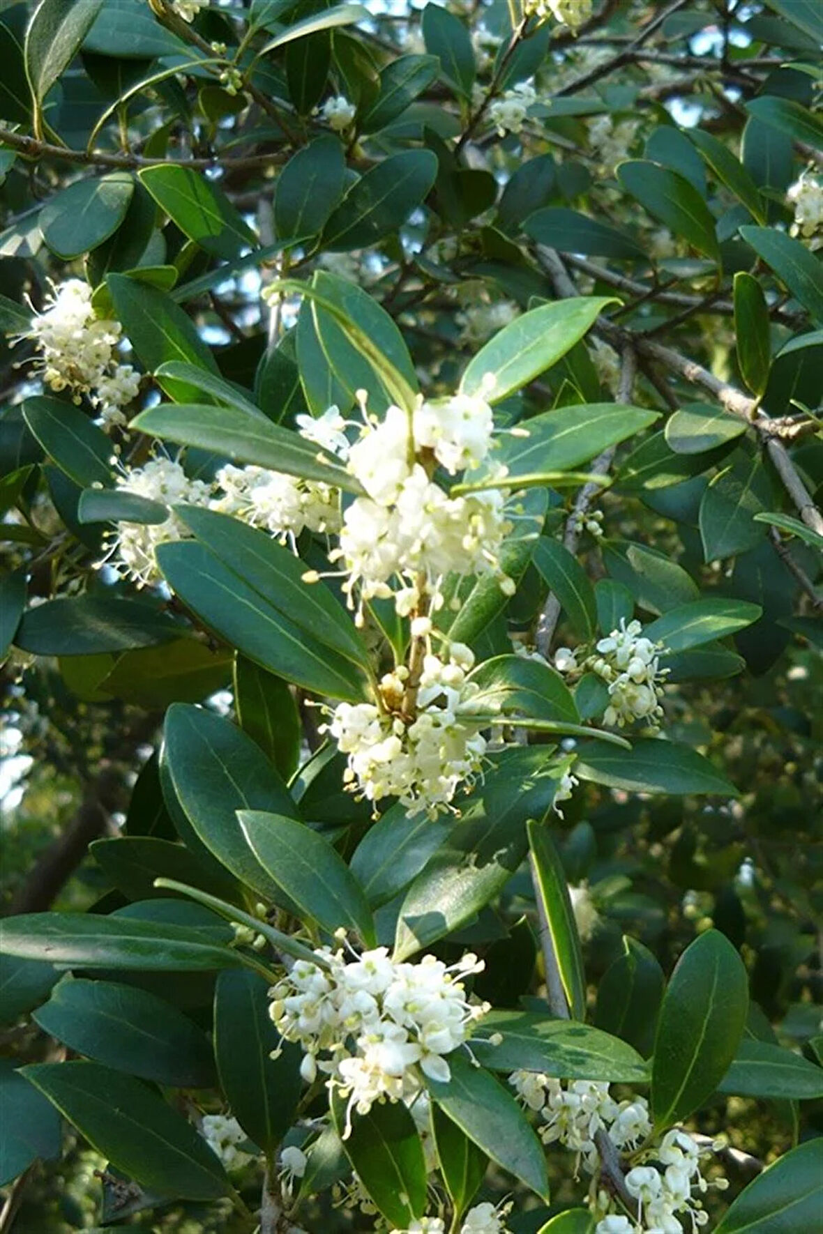 Kokulu Zeytin Fidanı 40-60 cm