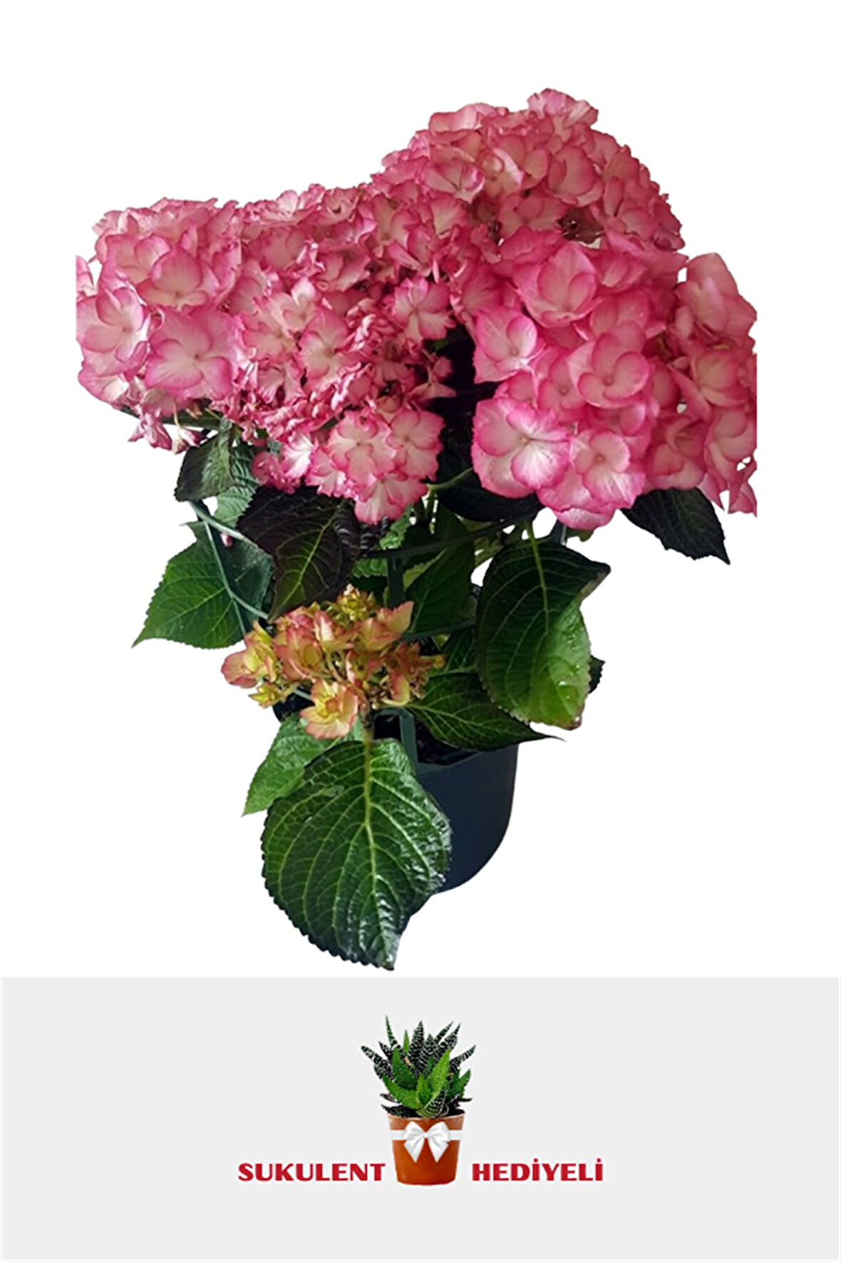 Pembe Ortanca 40 cm
