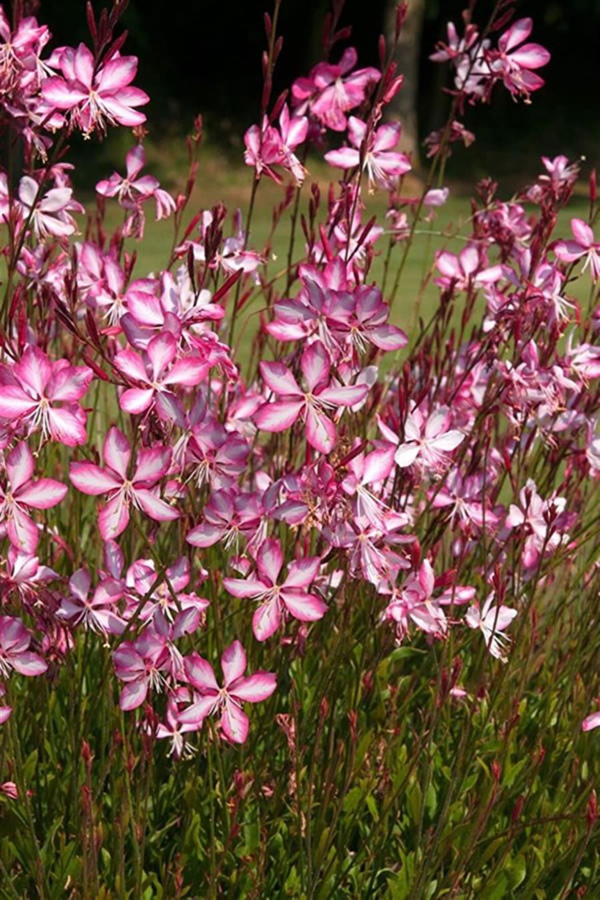 Pembe Gaura Fidanı 40 cm x 3 ad