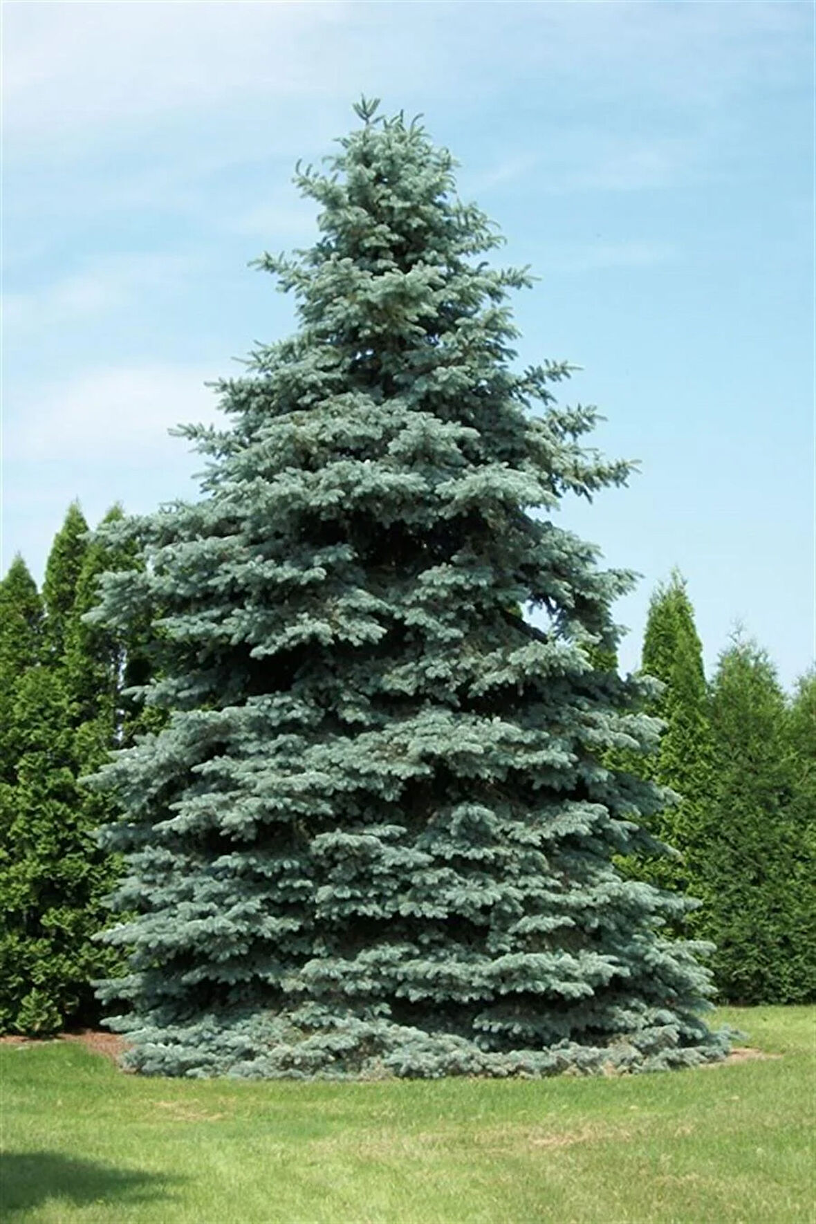 Mavi Ladin Fidanı125 cm