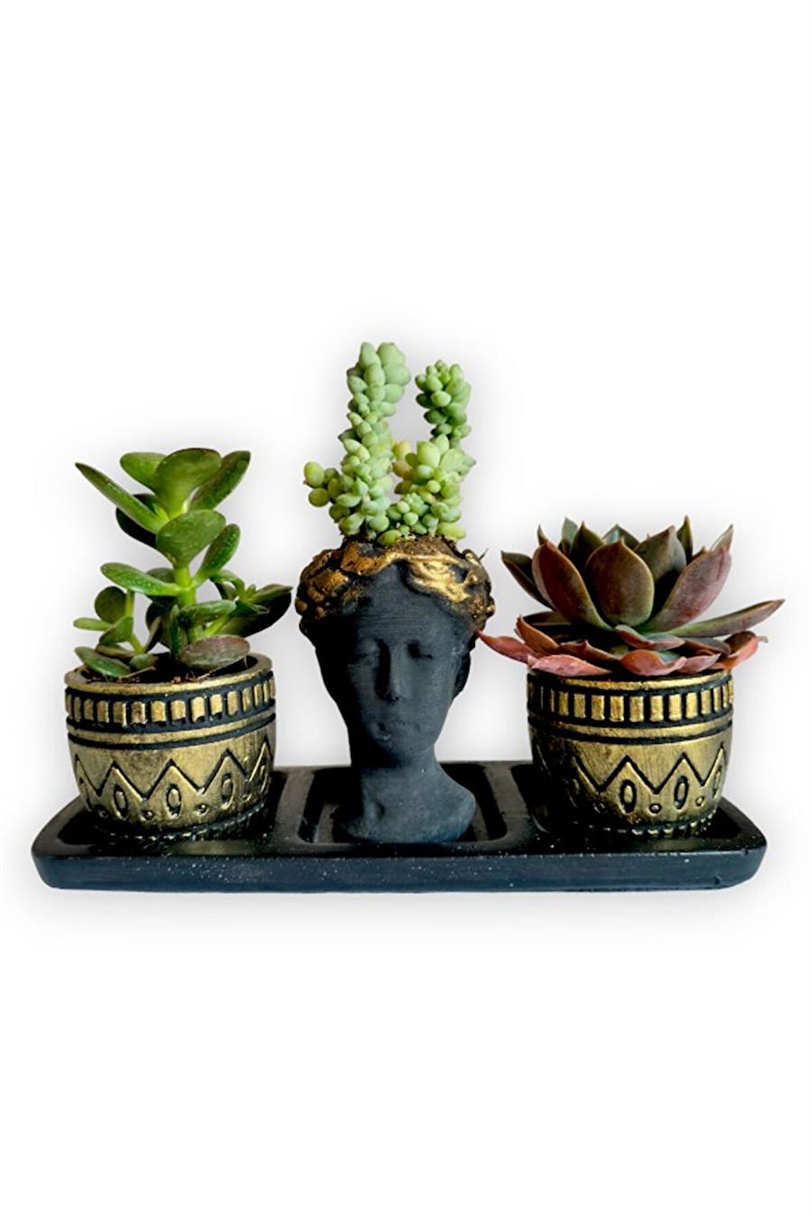 Echeveria & Para Çiçeği 3'lü Sukulent Seti | Helen Siyah & Gold Seri