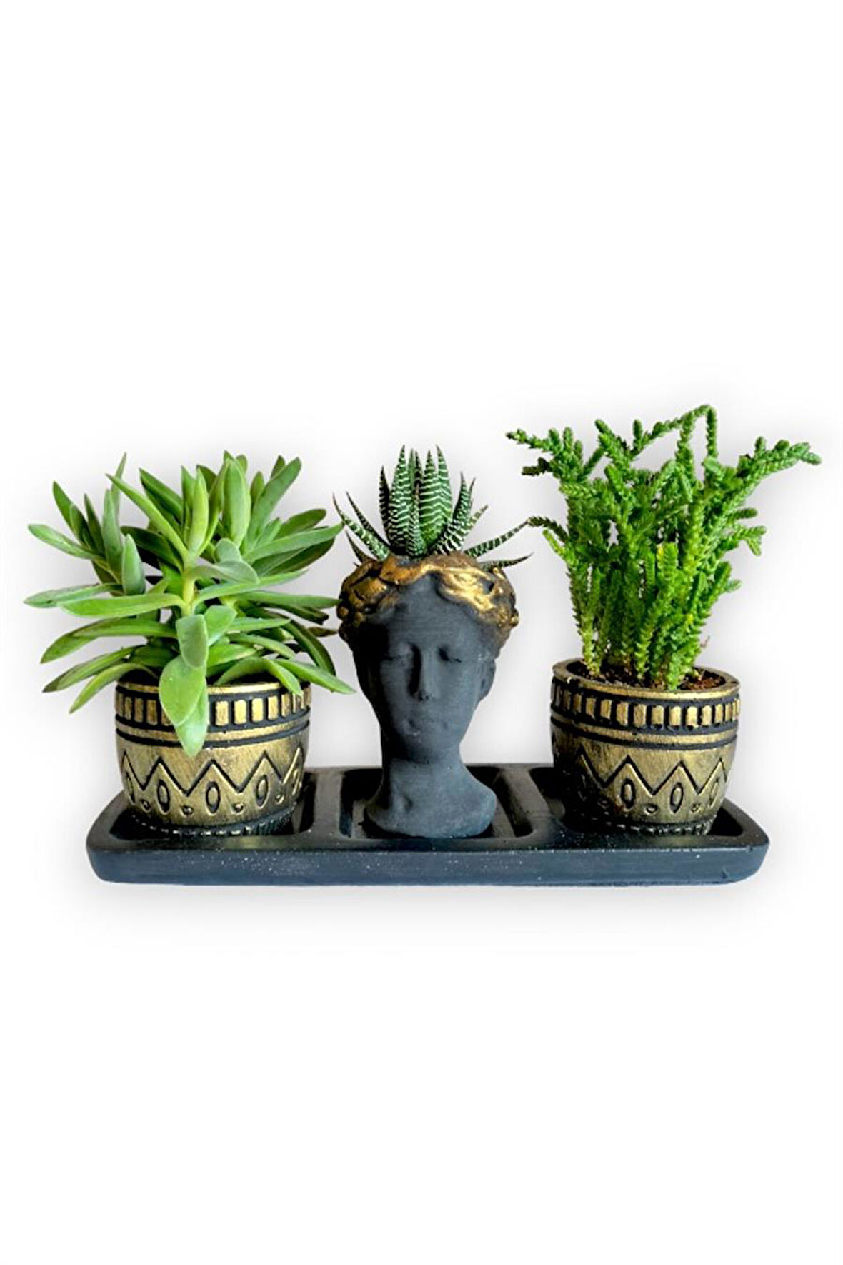 Haworthia & Sedum 3'lü Sukulent Seti | Helen Siyah & Gold Seri