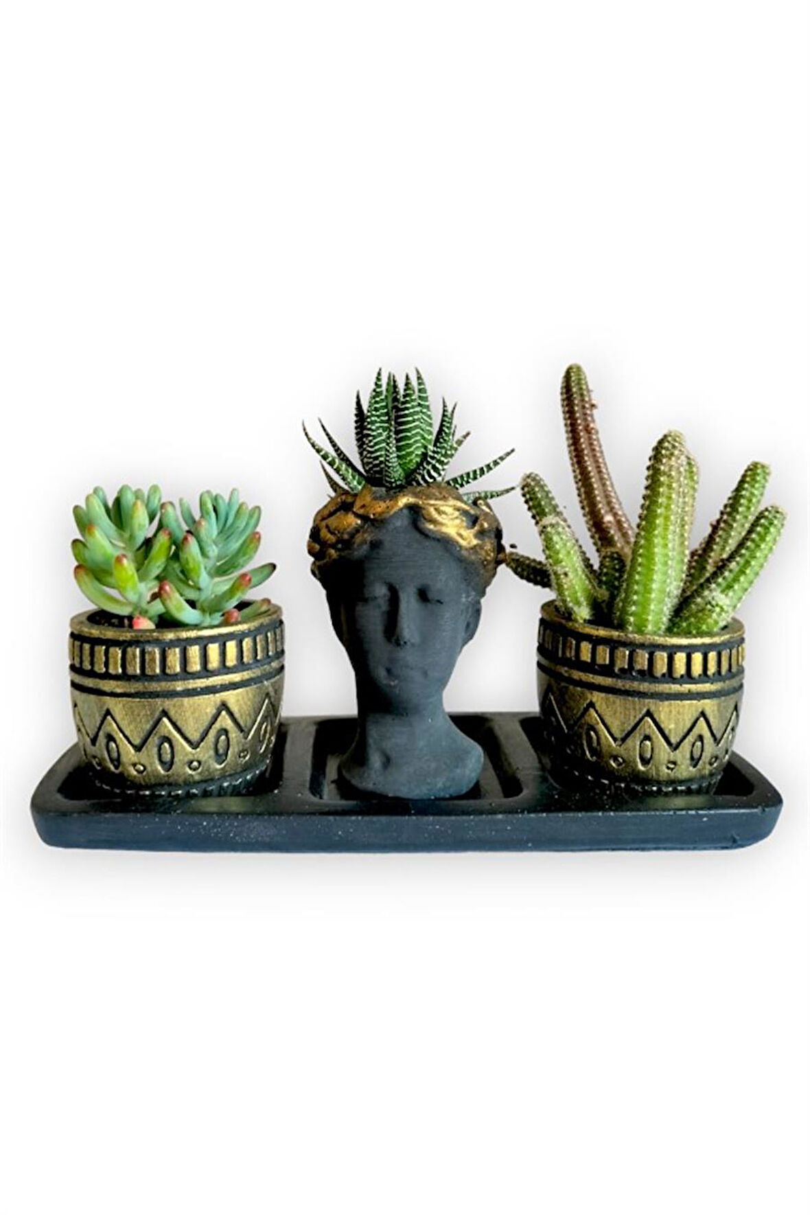 Haworthia & Kaktüs 3'lü Sukulent Seti | Helen Siyah & Gold Seri