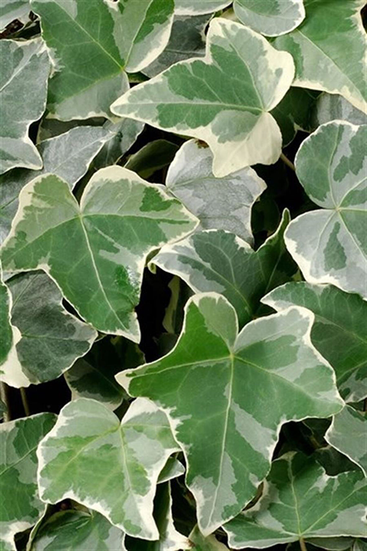 Alacalı Orman Sarmaşığı - Hedera