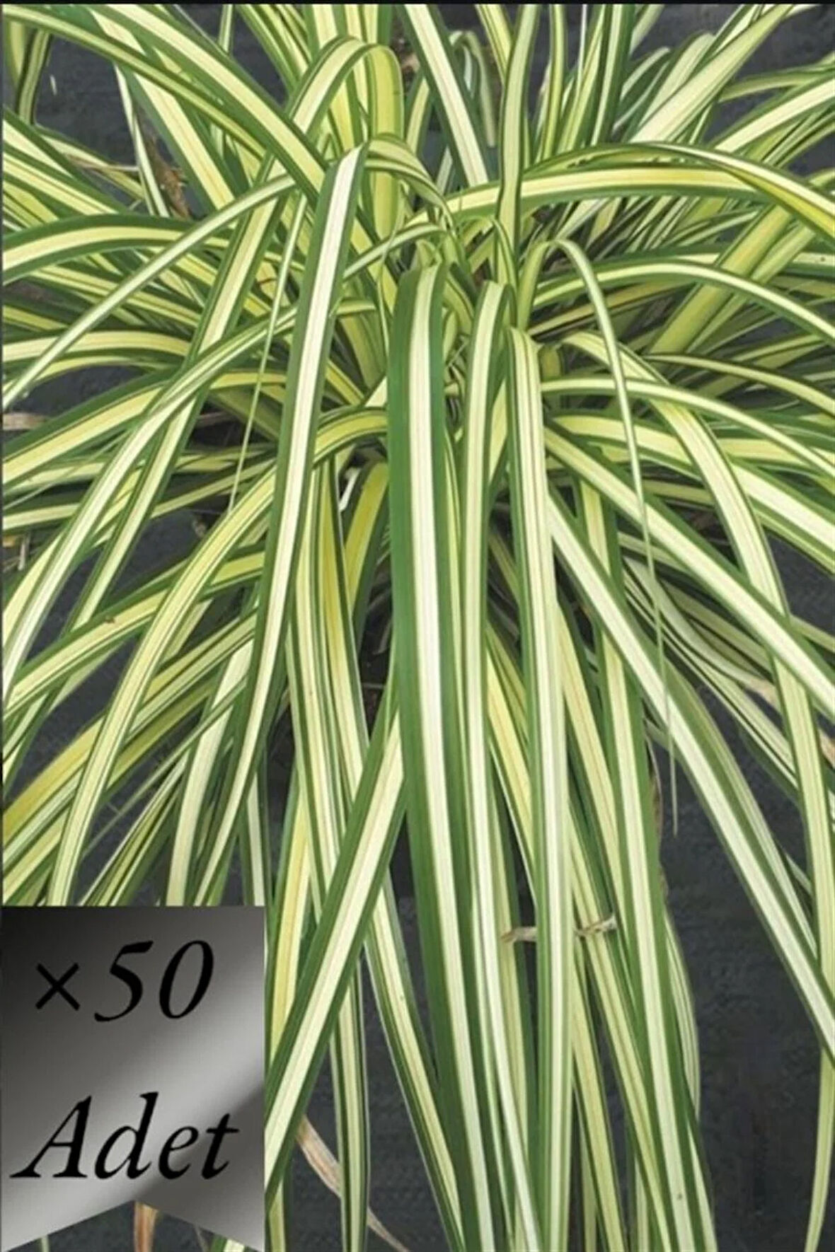 Sarı Sarkık Carex Bitkisi x 50 ad