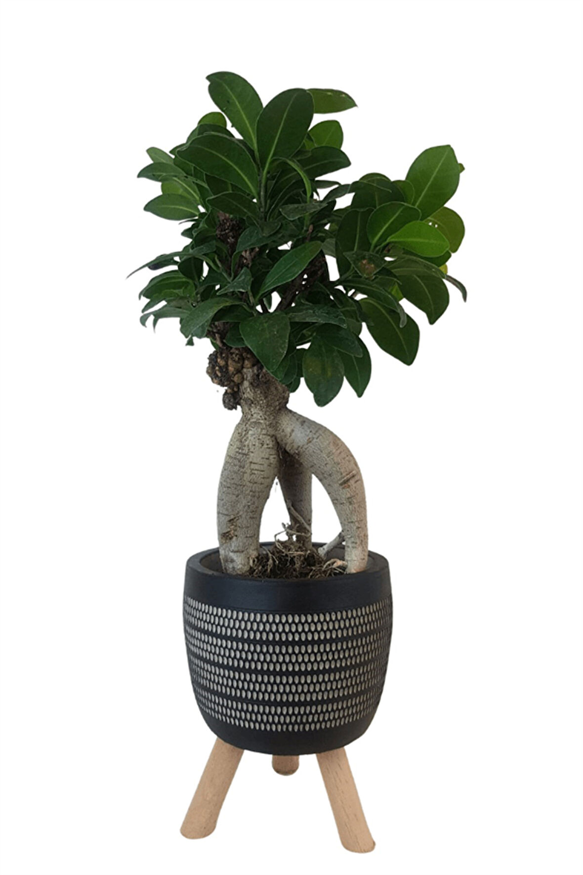 Ficus Ginseng Bonsai | Siyah Damla Saksıda