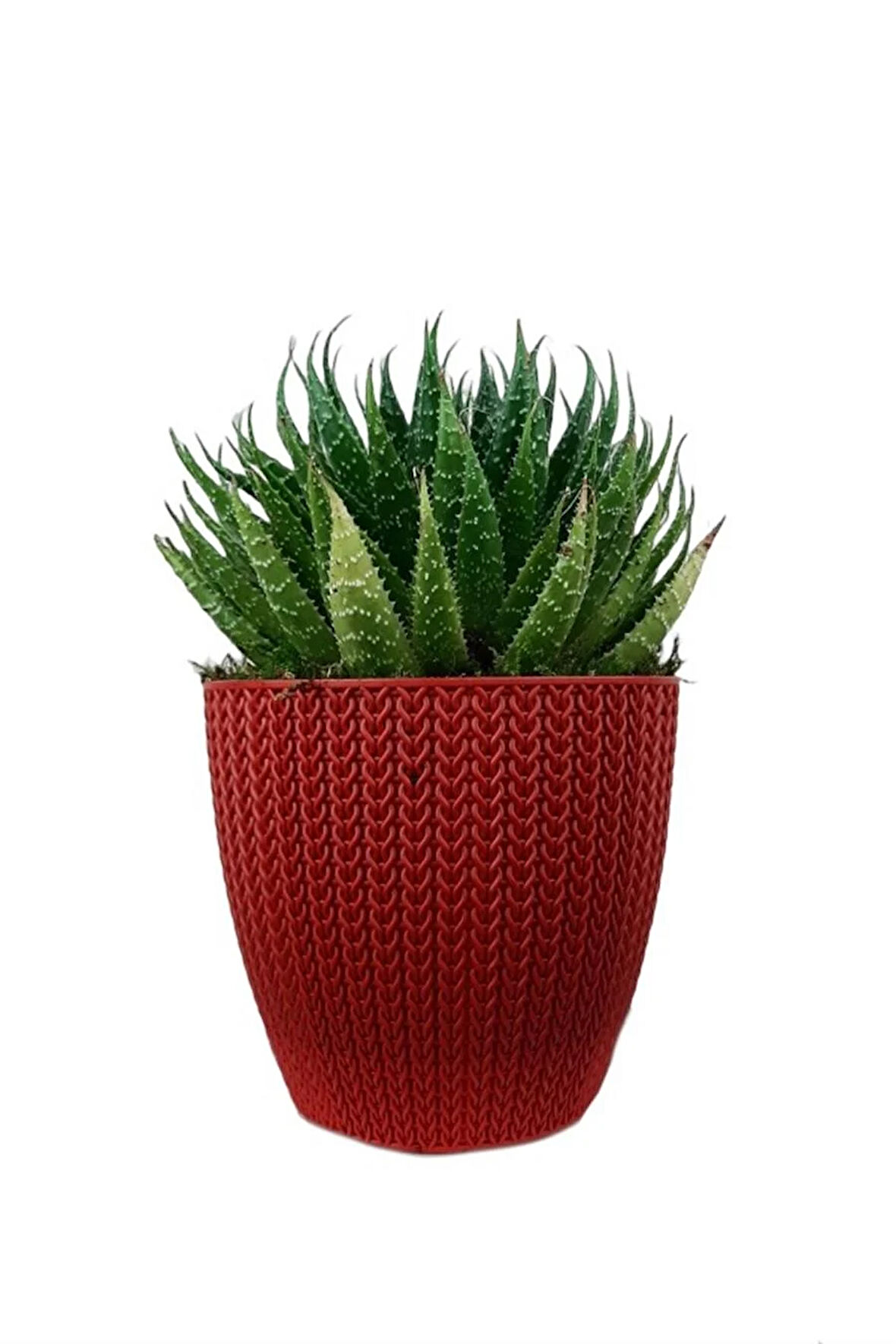 Aloe Cristata Kırmızı Sümela Saksıda