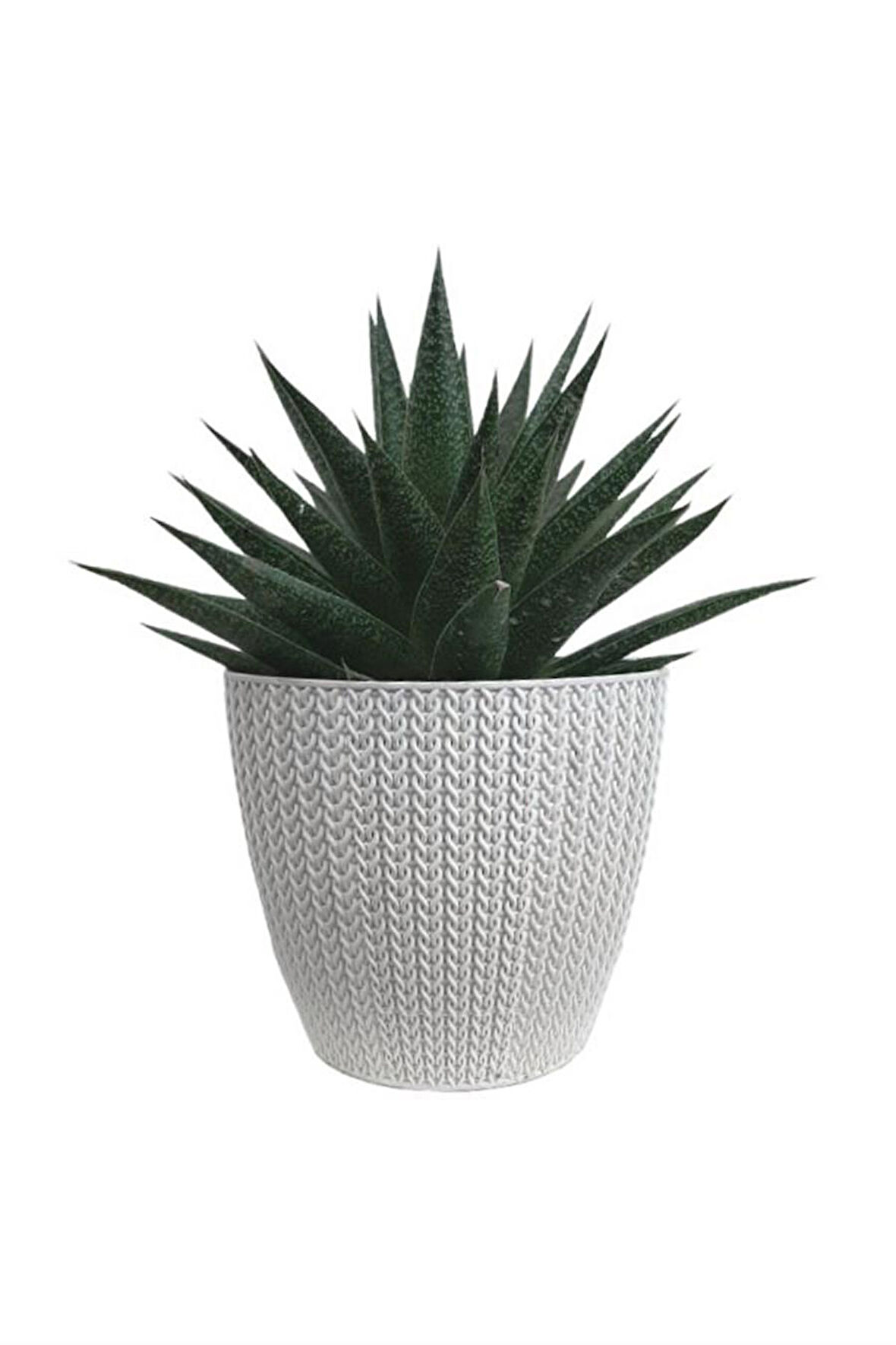 Gasterhaworthia Beyaz Sümela Saksıda