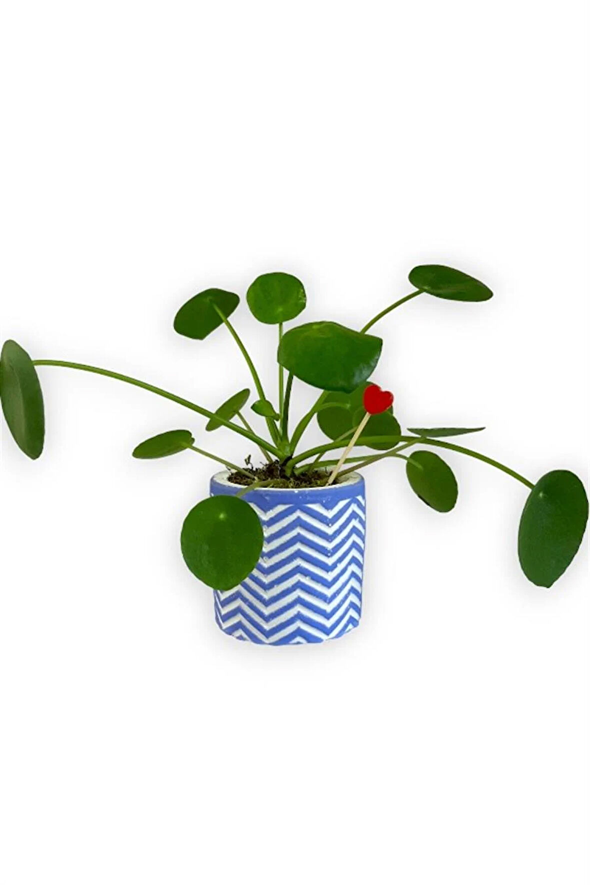 Çin Para Bitkisi | Mini Pilea | Mavi Saksıda