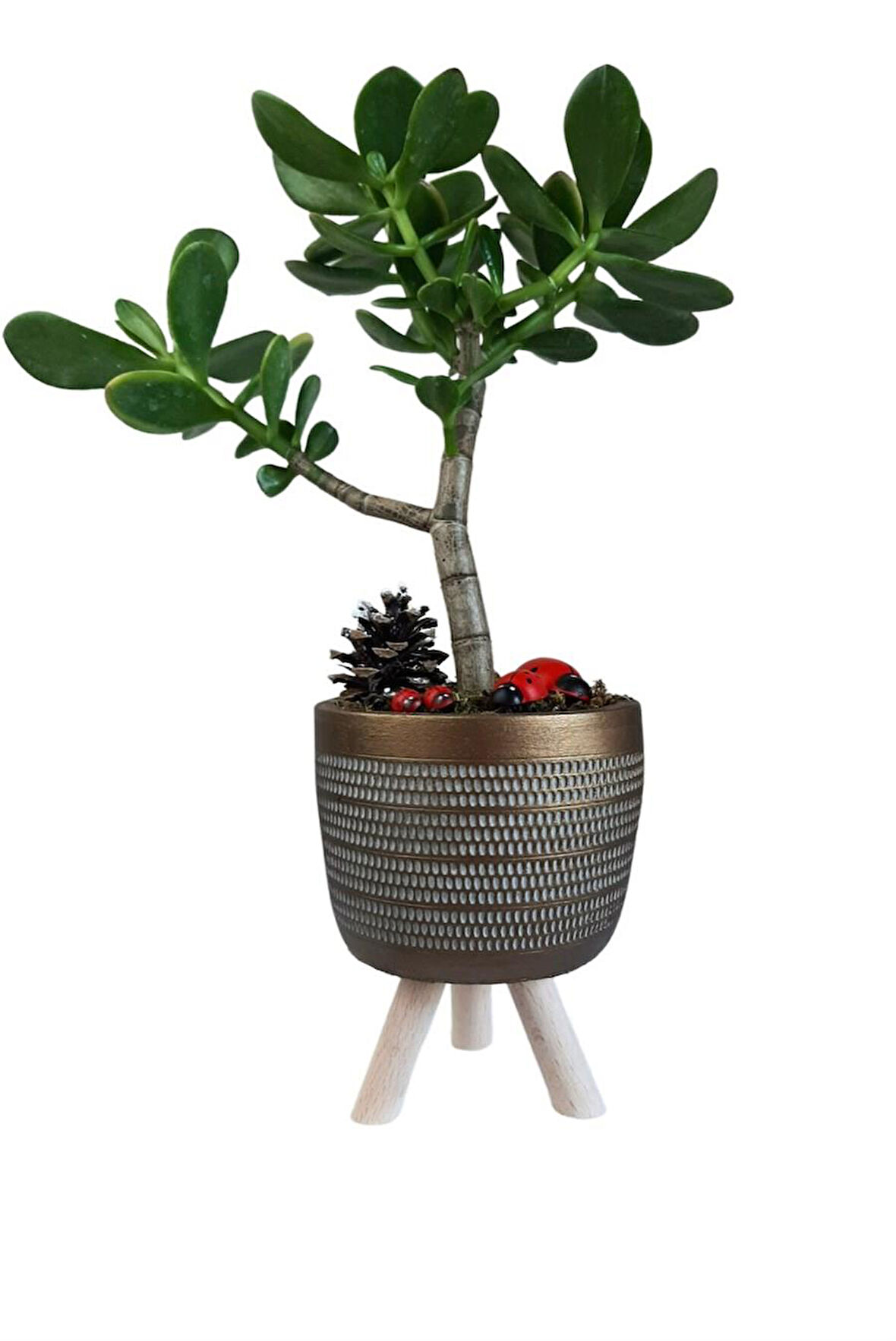 Sukulent Crassula Ovata | Ayaklı Gold Sakıda