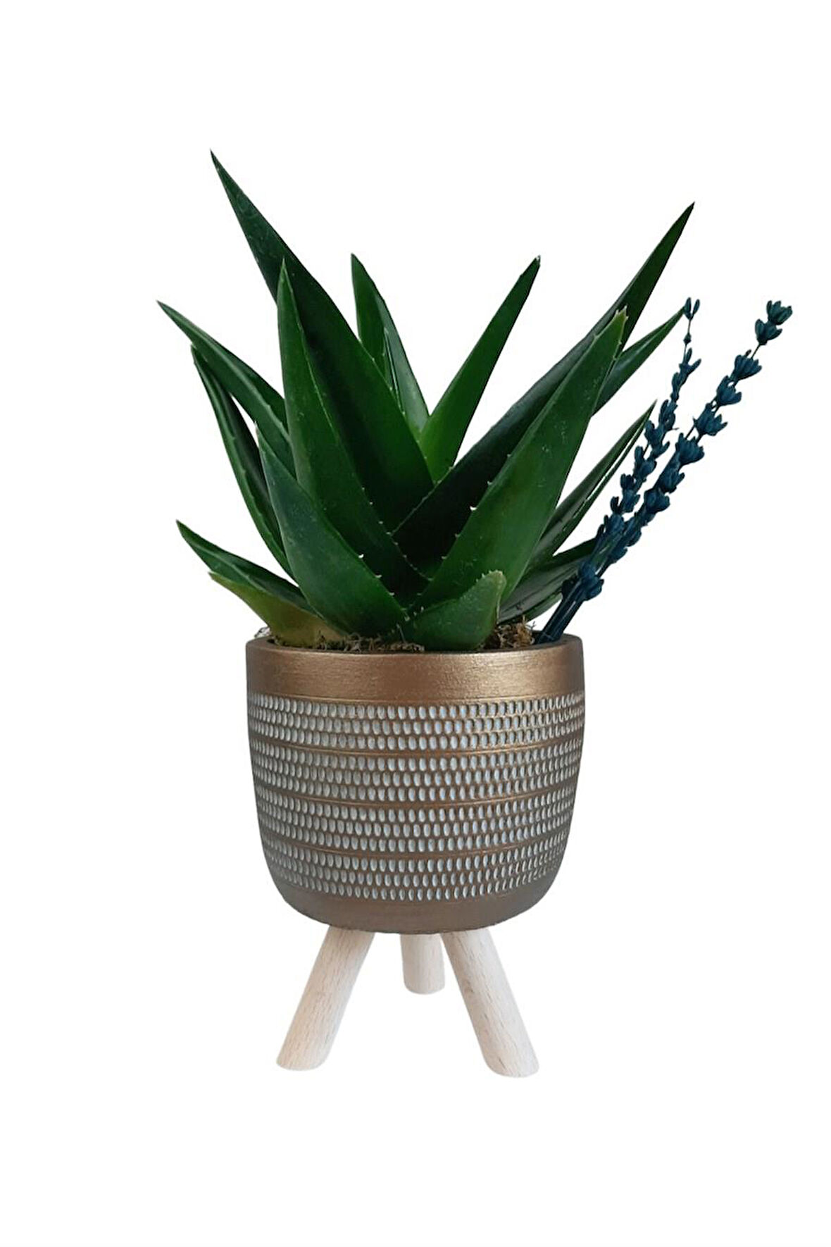 Sukulent Aloe Brevifolia | Ayaklı Gold  Saksıda