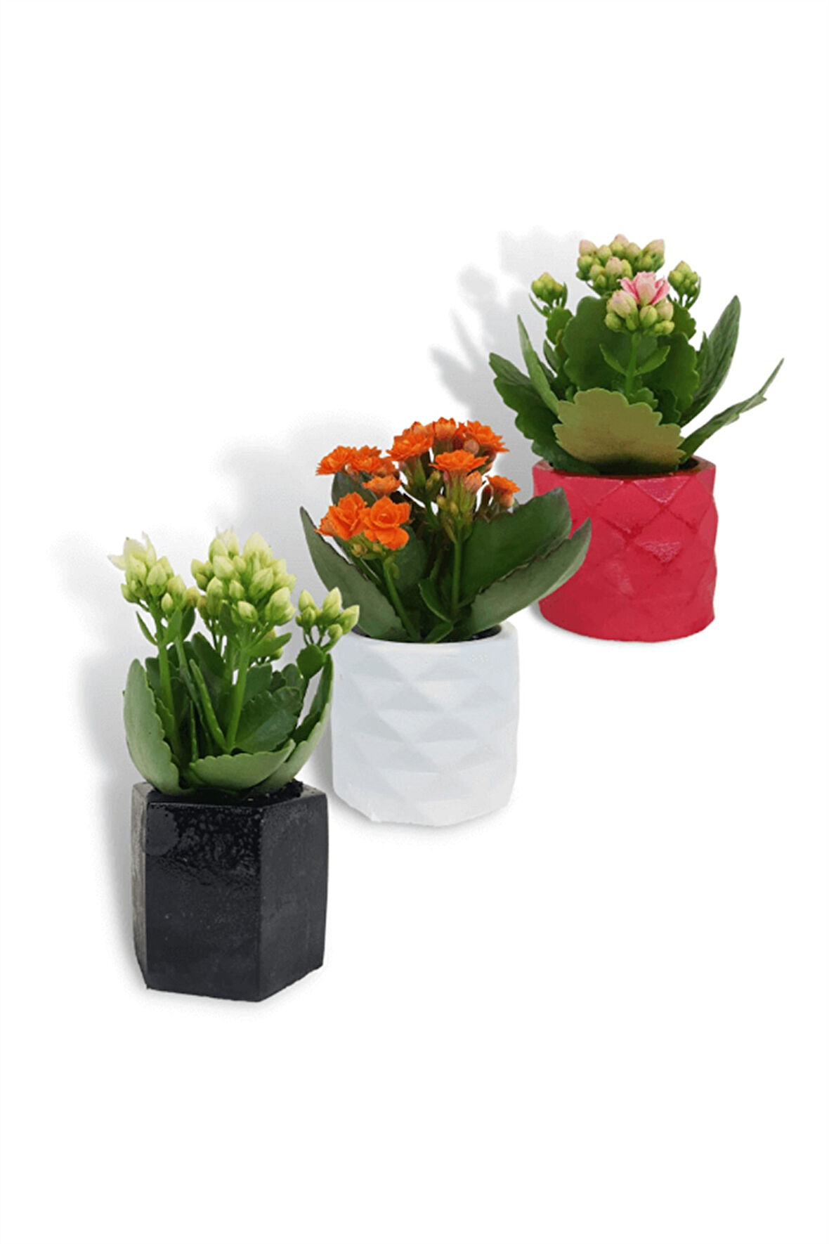 Kalanchoe 3'lü Set | Dekoratif Saksıda