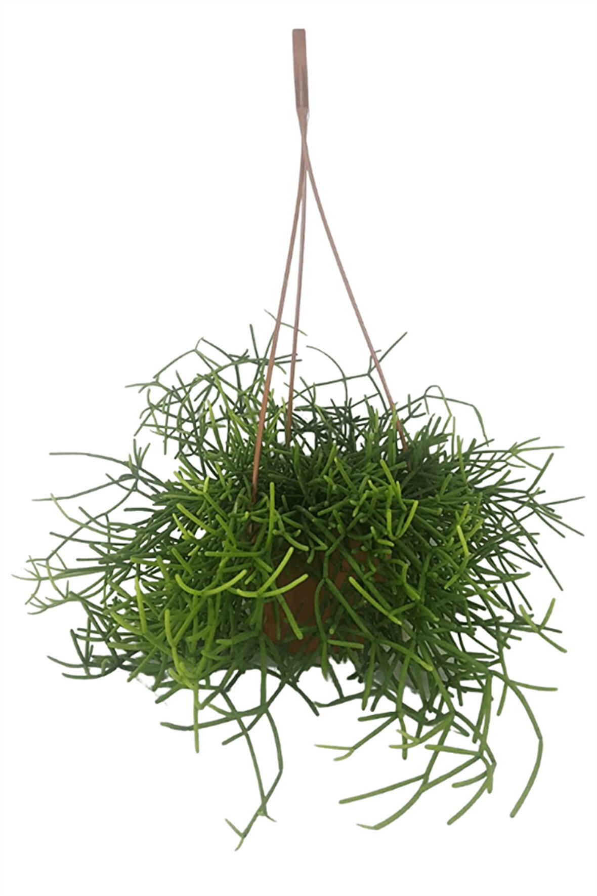 Rhipsalis Cereuscula | Askılı Saksıda