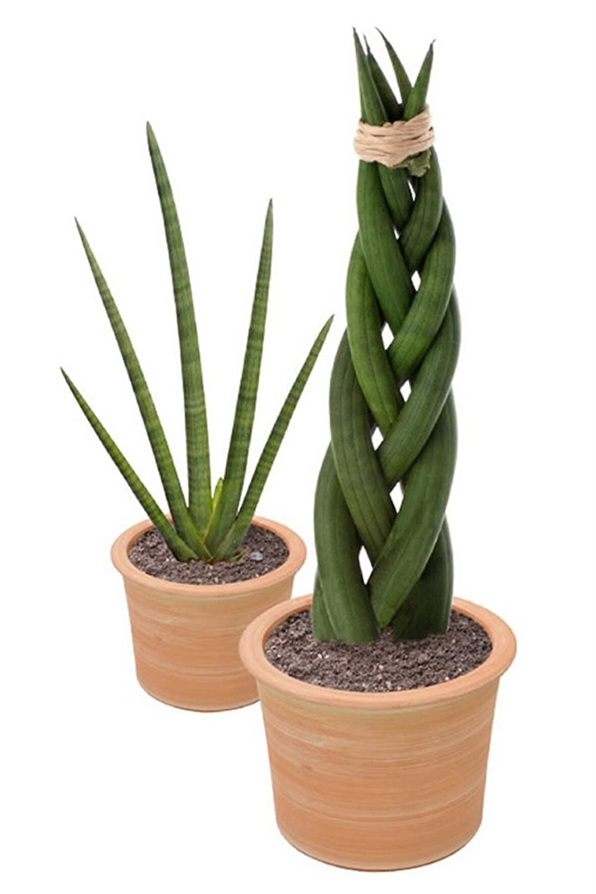 Örgülü Paşa Kılıcı | Sansevieria Cylindrica