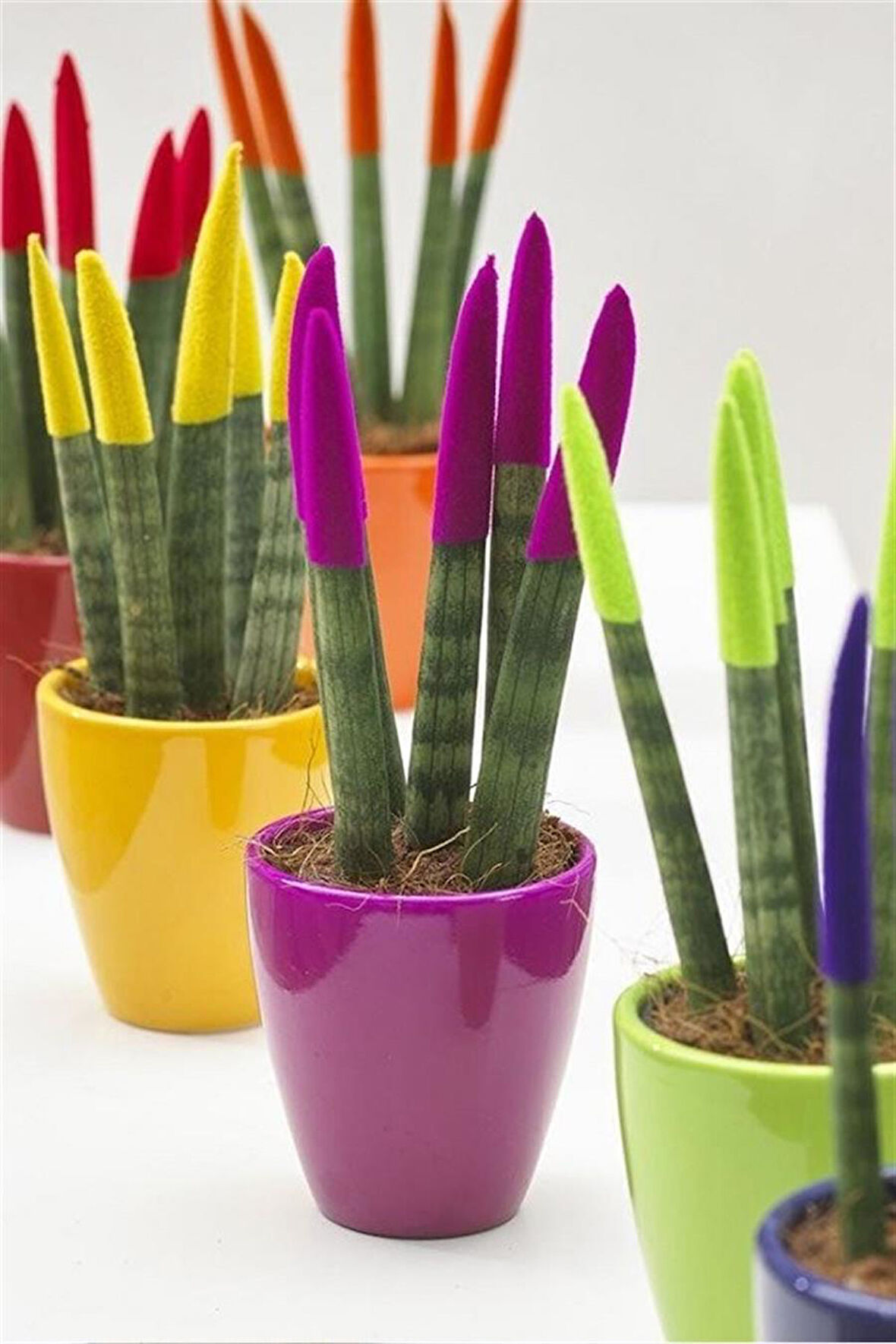 Dekoratif Renkli Paşa Kılıcı | Sansevieria Cylindrical