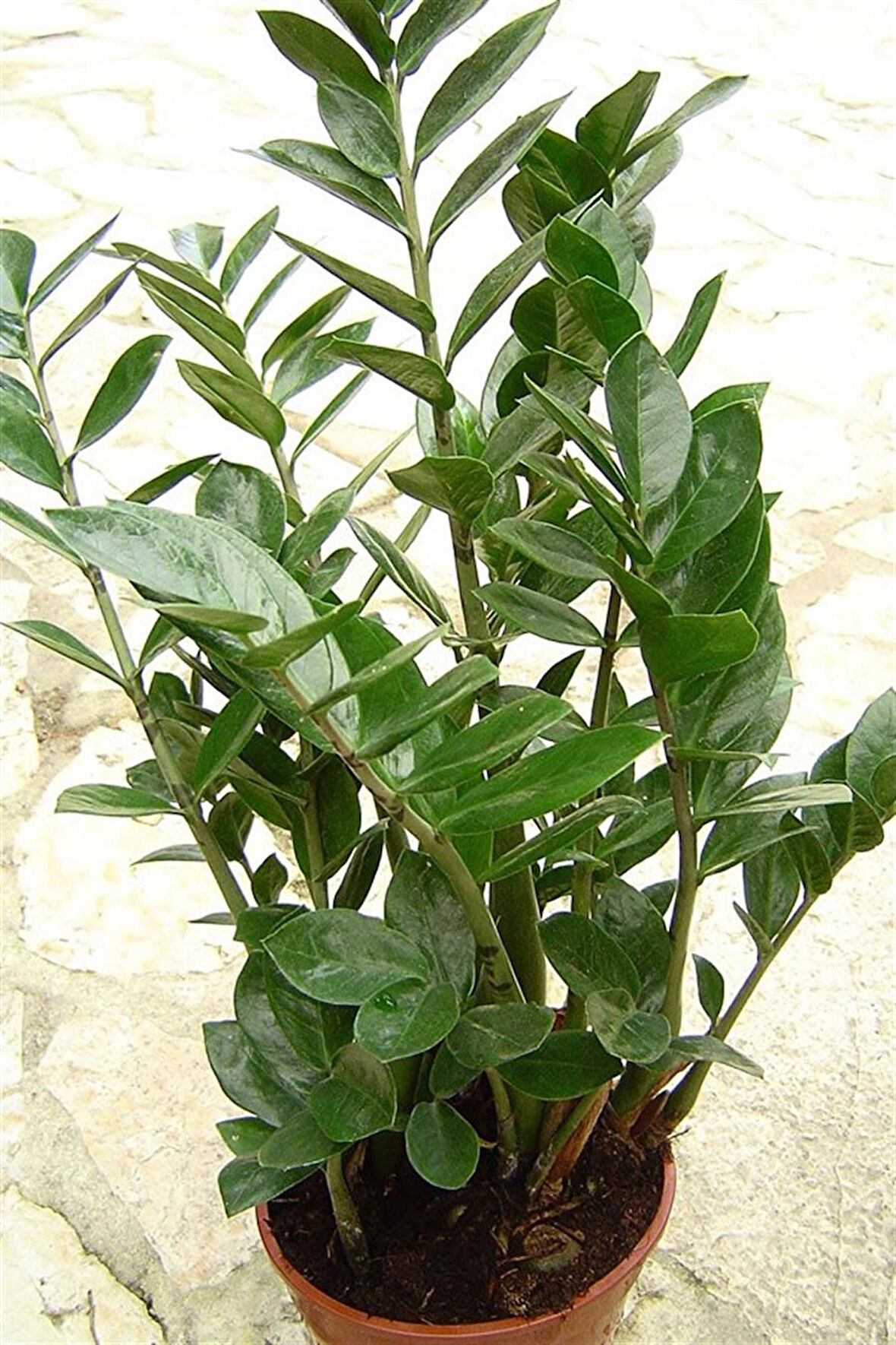 Zamia Bitkisi