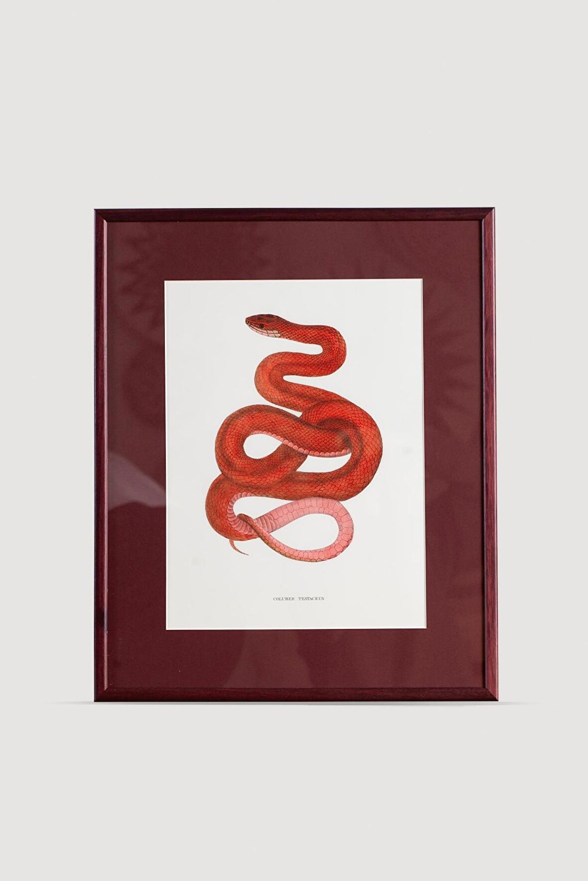 Serpent Serisi Tablo No:2