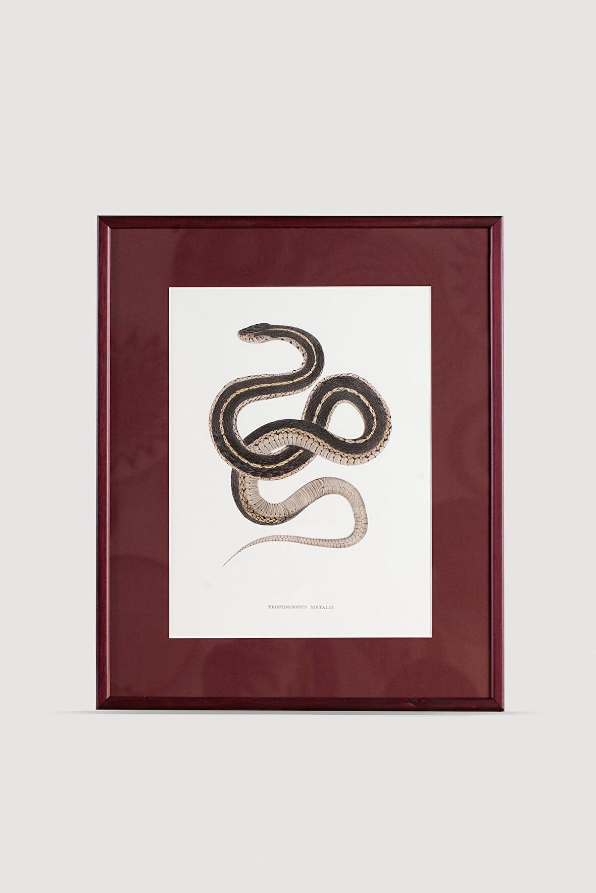 Serpent Serisi Tablo No:3
