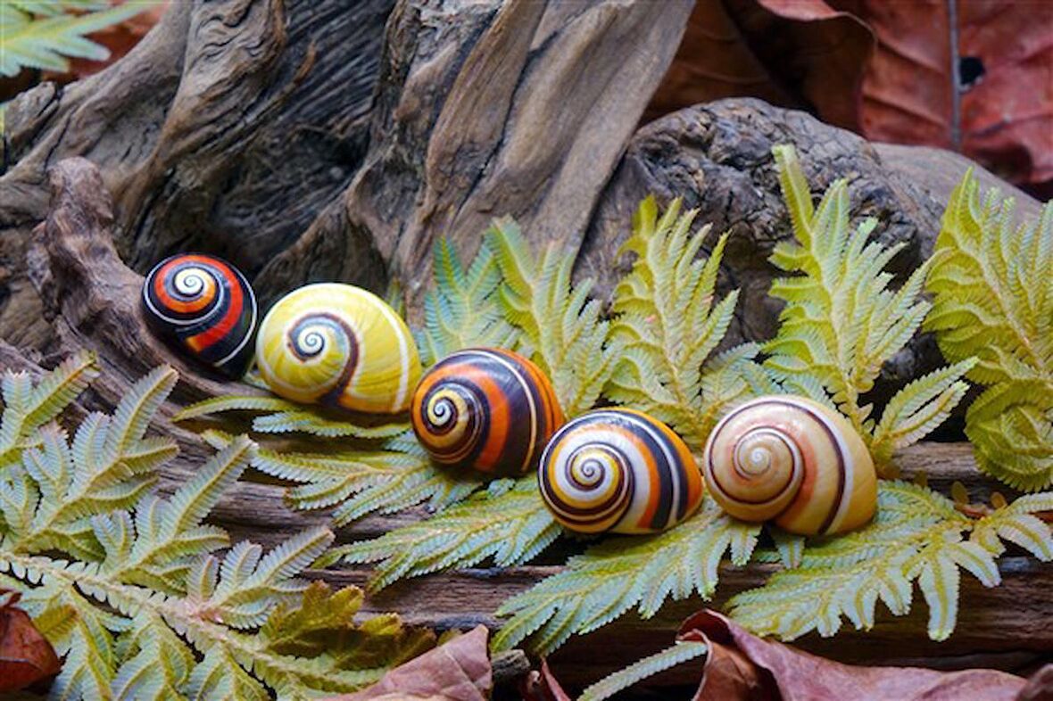 Movas Sanat Dünya'nın En Renkli Salyangozları Elmas Mozaik Tablo / Mozaik Puzzle 50x33cm E20201142M