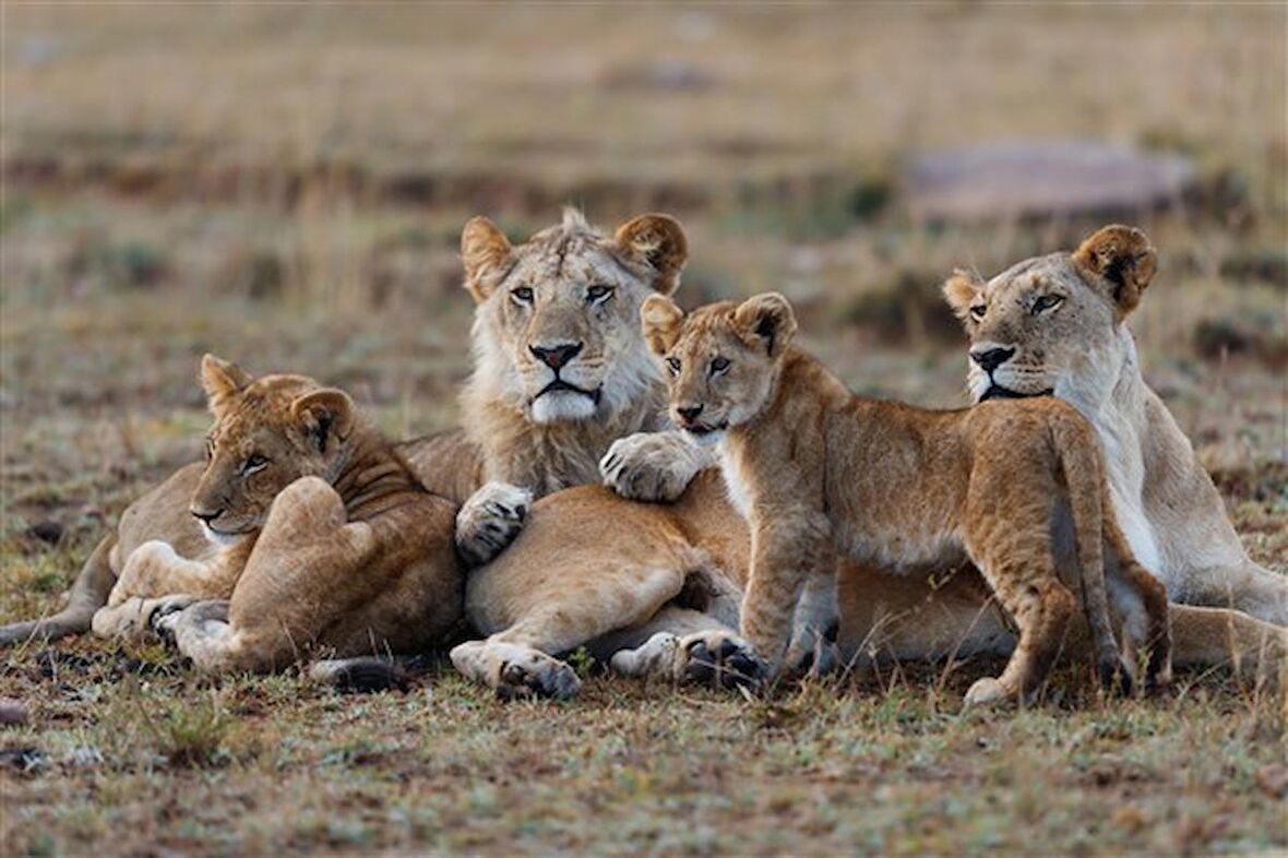 Movas Sanat Mutlu Aslan Ailesi Masai Mara Kenya Elmas Mozaik Tablo/Mozaik Puzzle 50x33cm E20201146M