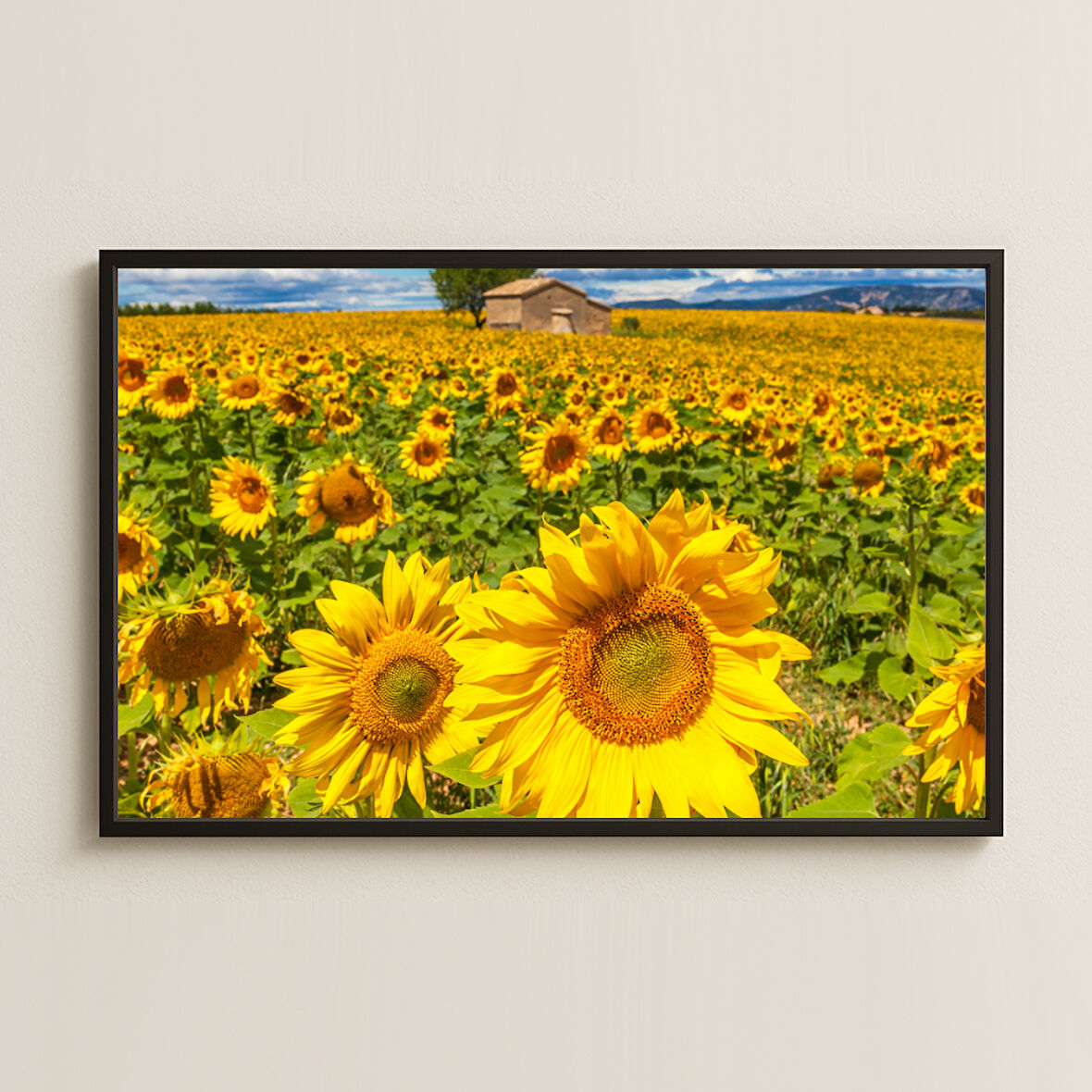 Ayçiçeği Tarlası Manzara Fotoğrafı Pleksi Tablo