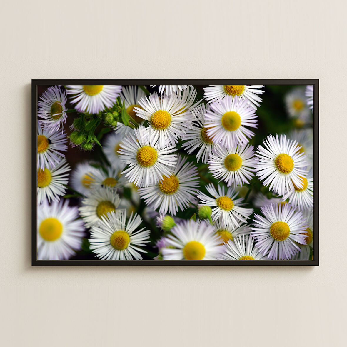 Beyaz Papatya Çiçekleri Doğal Fotoğraf Pleksi Tablo