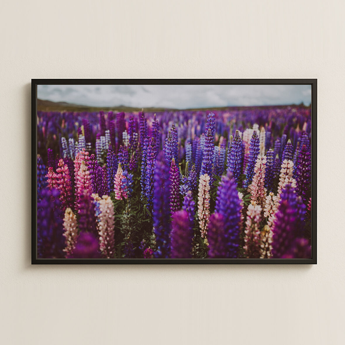 Mor ve Pembe Tonlarında Doğal Lupin Çiçek Tarlası Pleksi Tablo