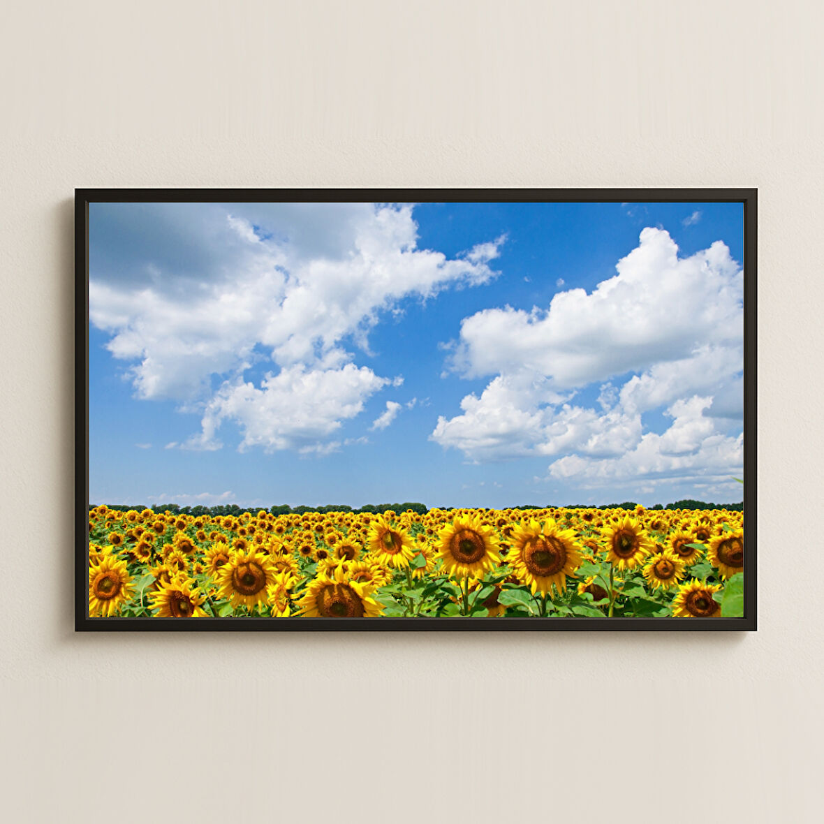 Gökyüzü ve Geniş Ayçiçeği Tarlası Manzara Pleksi Tablo