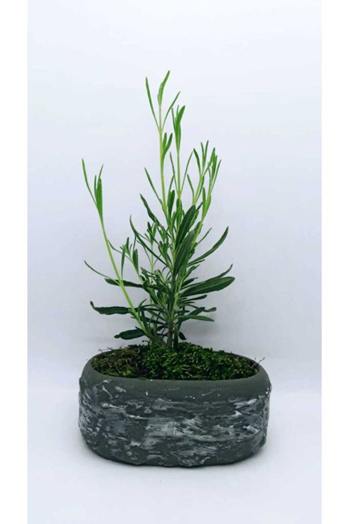 Saksıda Lavanta Fidesi Fidanı 10-20 cm