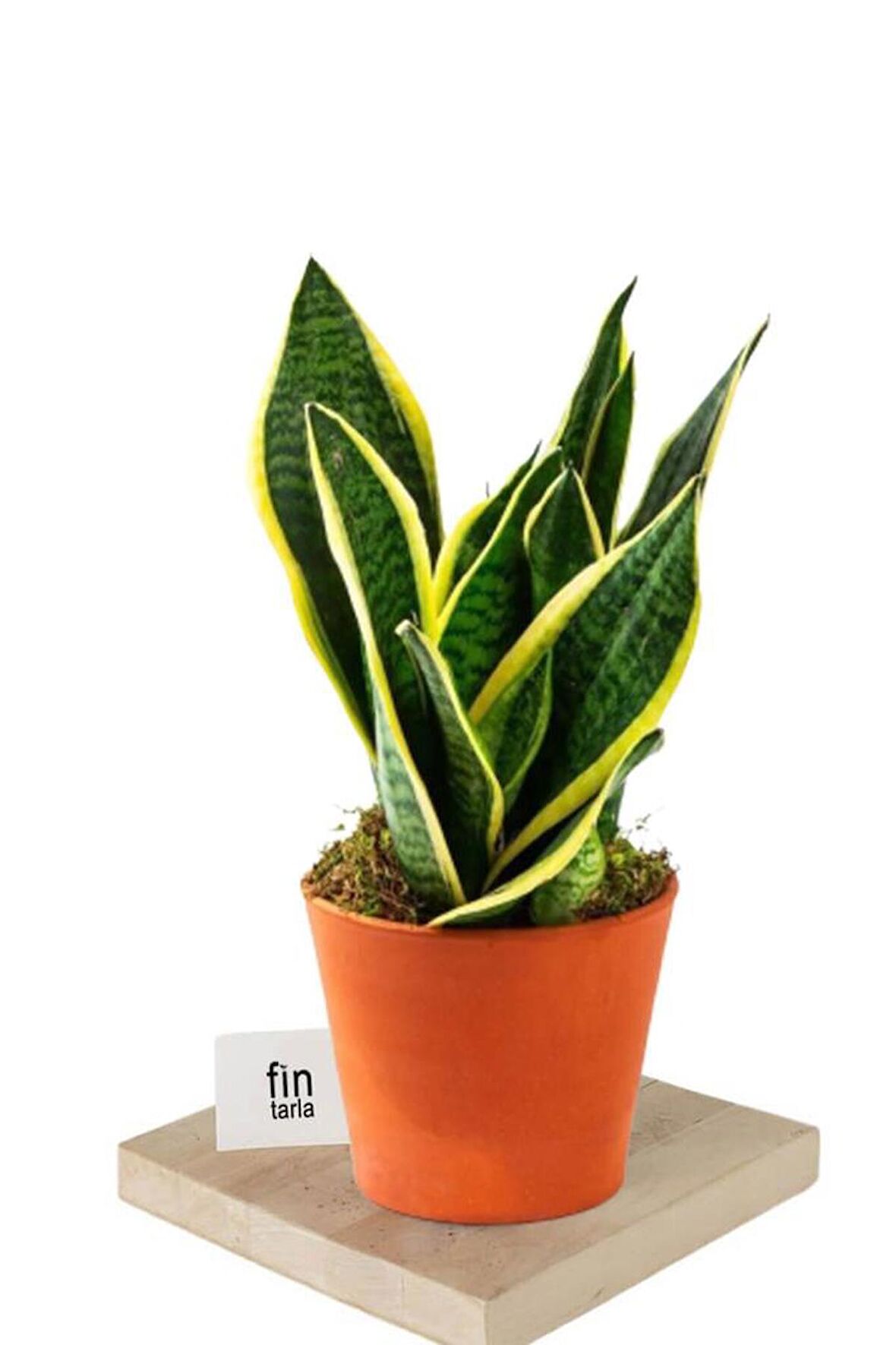 Paşa Peygamber Kılıcı Çiçeği Sansevieria Trifasciata 