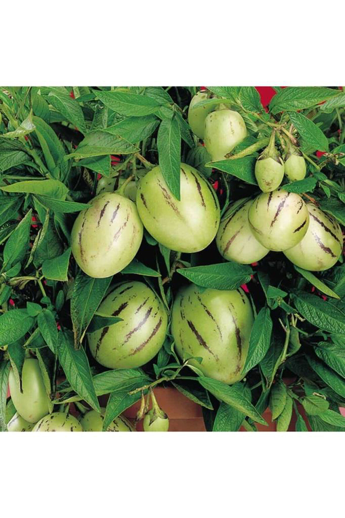 2 Adet Pepino Fidanı 1 Adet Sarmaşık Gül Fidanı 35 40 Santim Arası