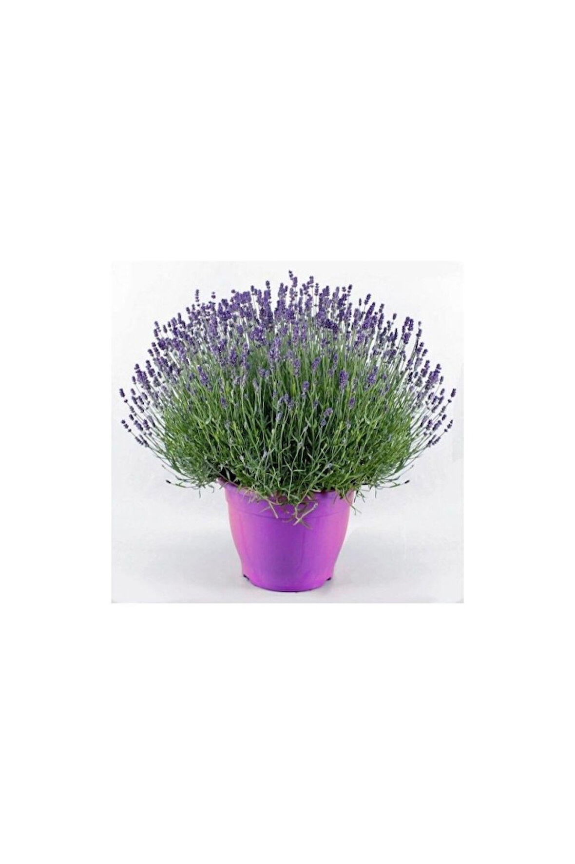 Lavanta – Lavandula Angustifolia