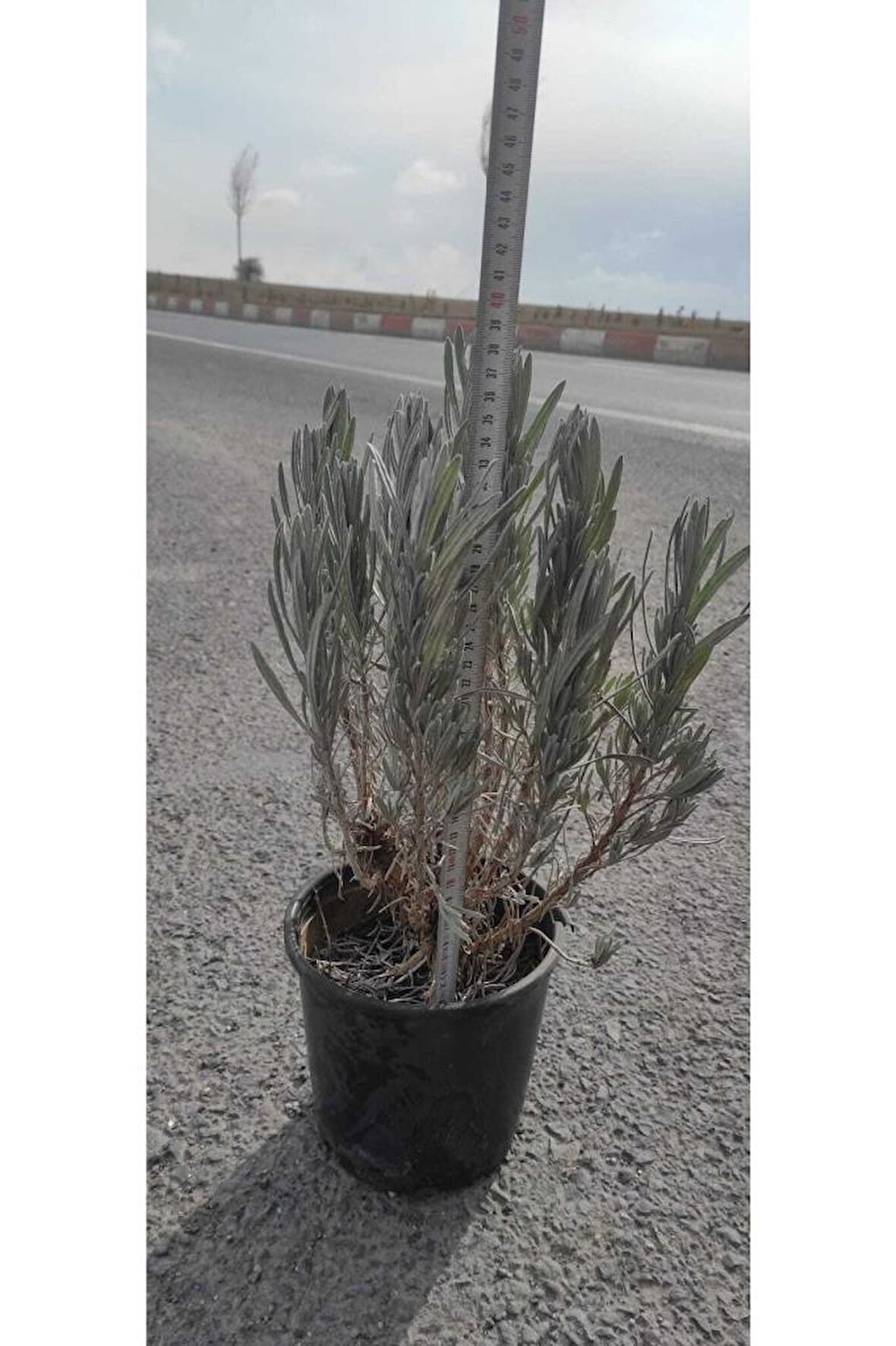 Lavanta Çiçeği Fidanı 10-20 cm 