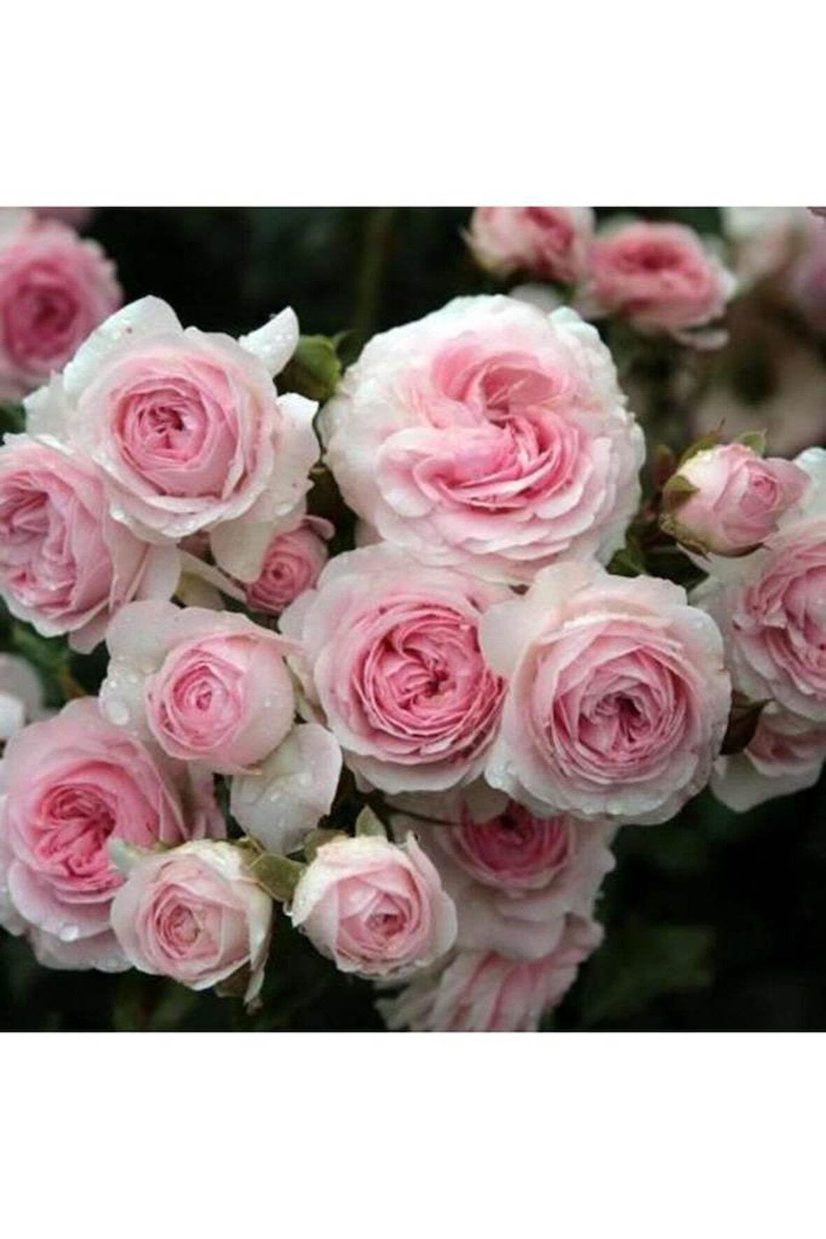 Pembe Beyaz Sarmaşık Gül Fidanı 5 Adet 15-25 cm