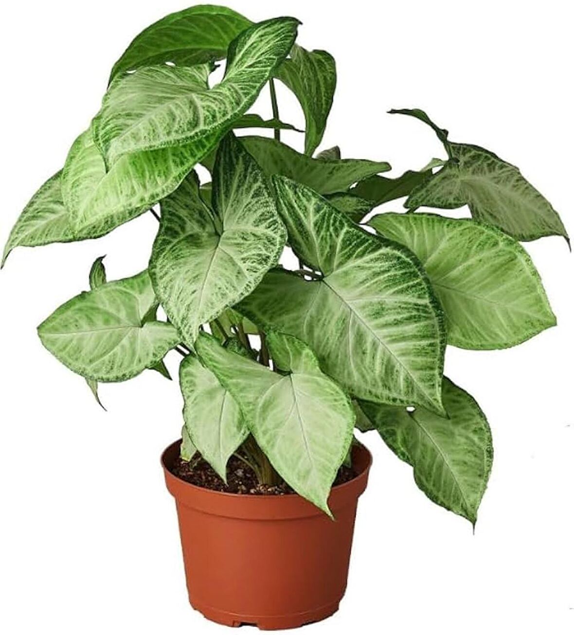 Melek Kanadı Çiçeği Syngonium Podophyllum