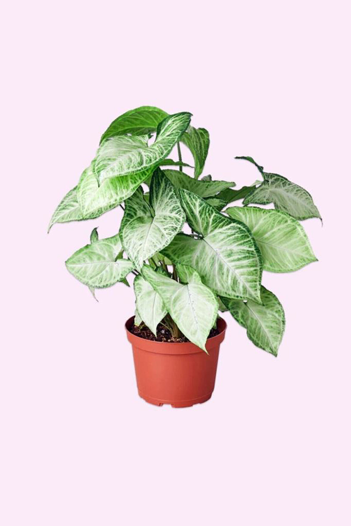 Syngonium Podophyllum Melek Kanadı Çiçeği 