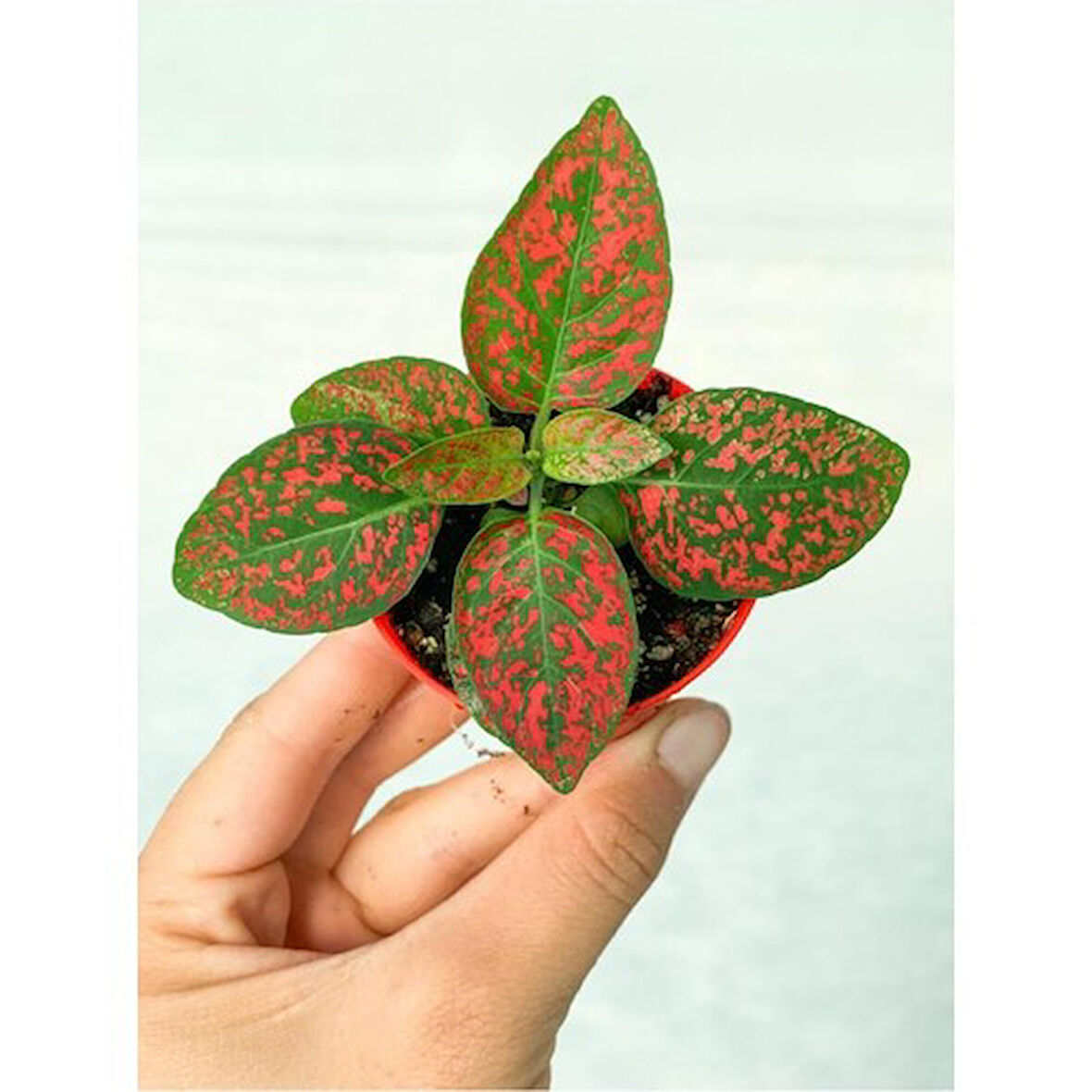 Fittonia Çiçeği Çilli Kırmızı 10-20 cm